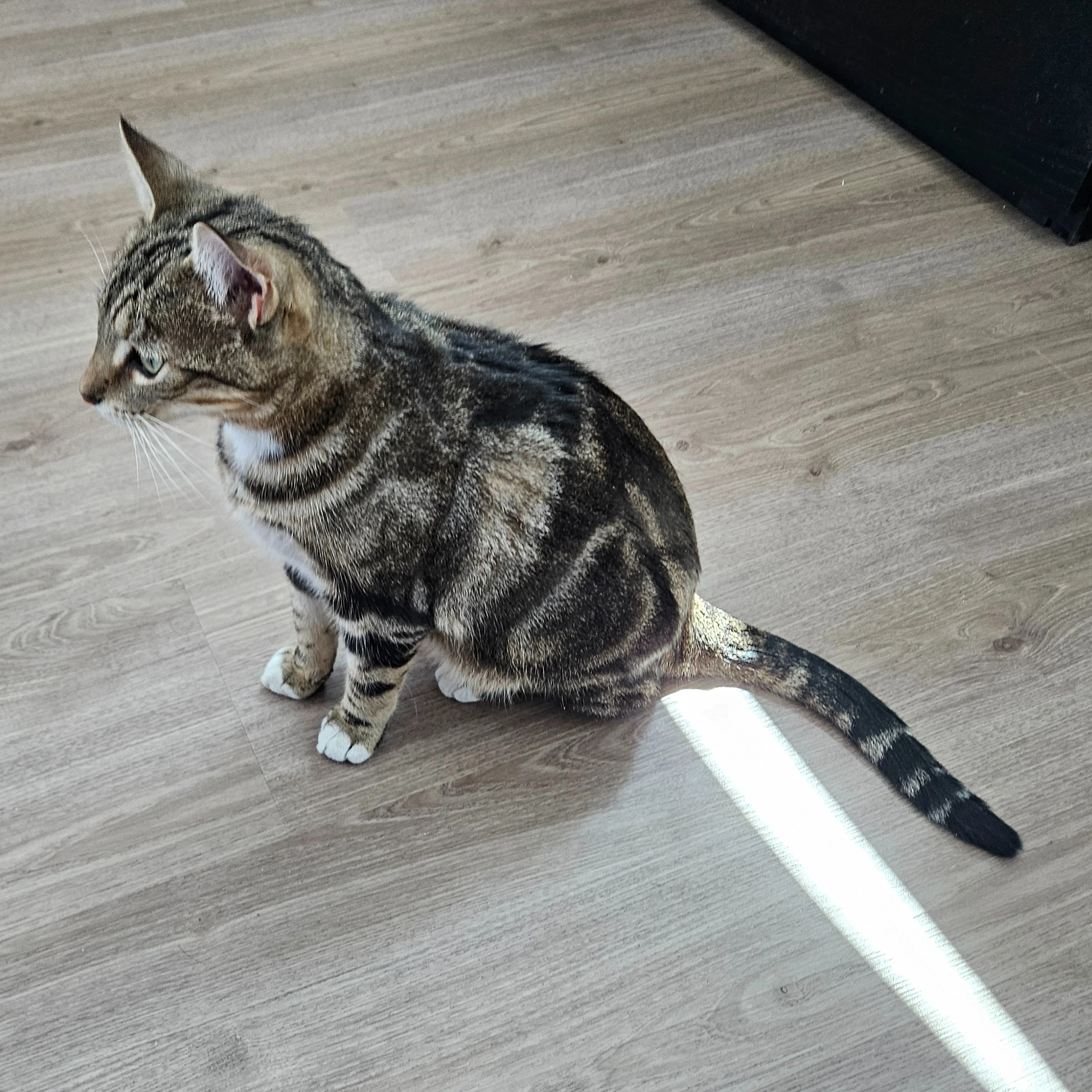 Found pet-3