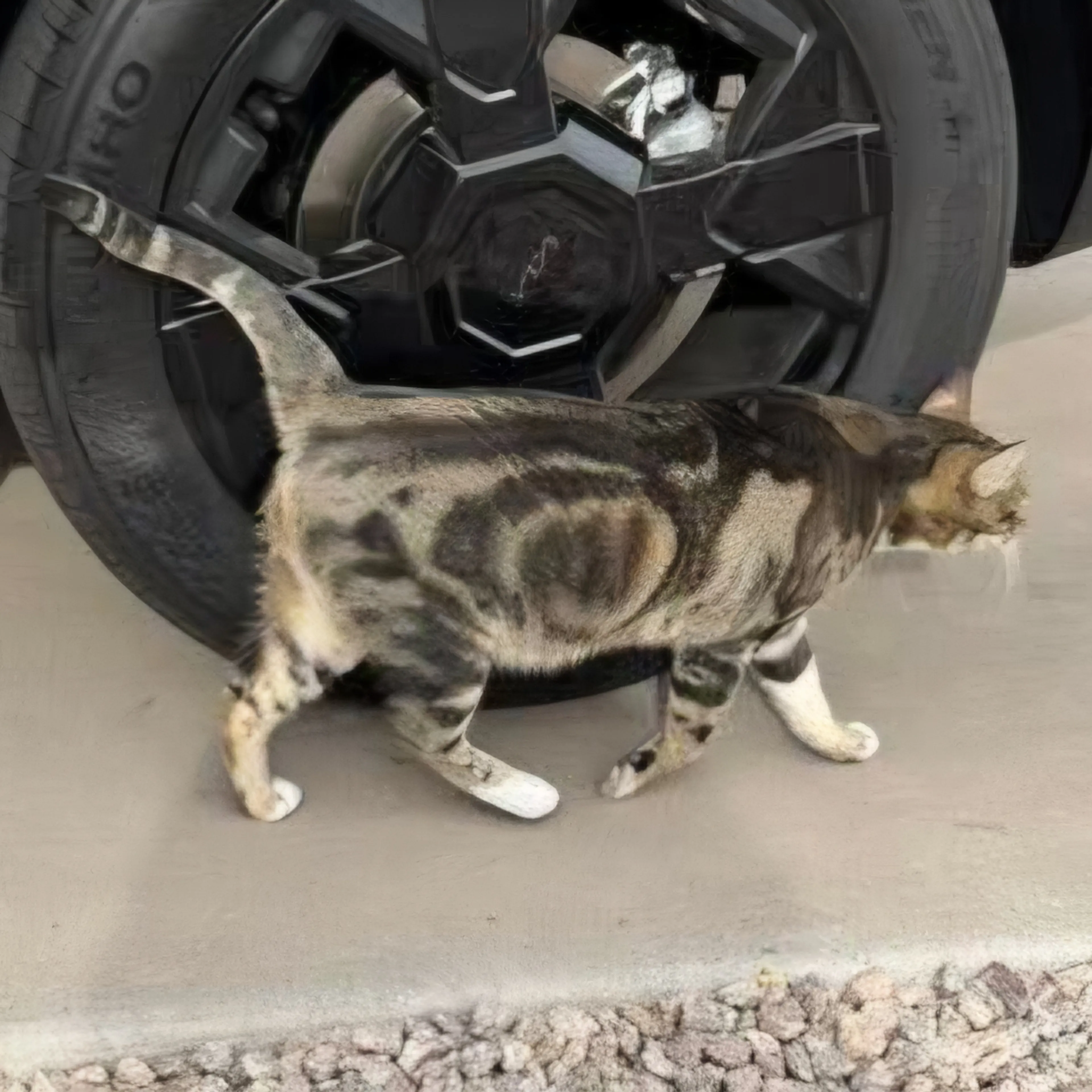 Found pet-1