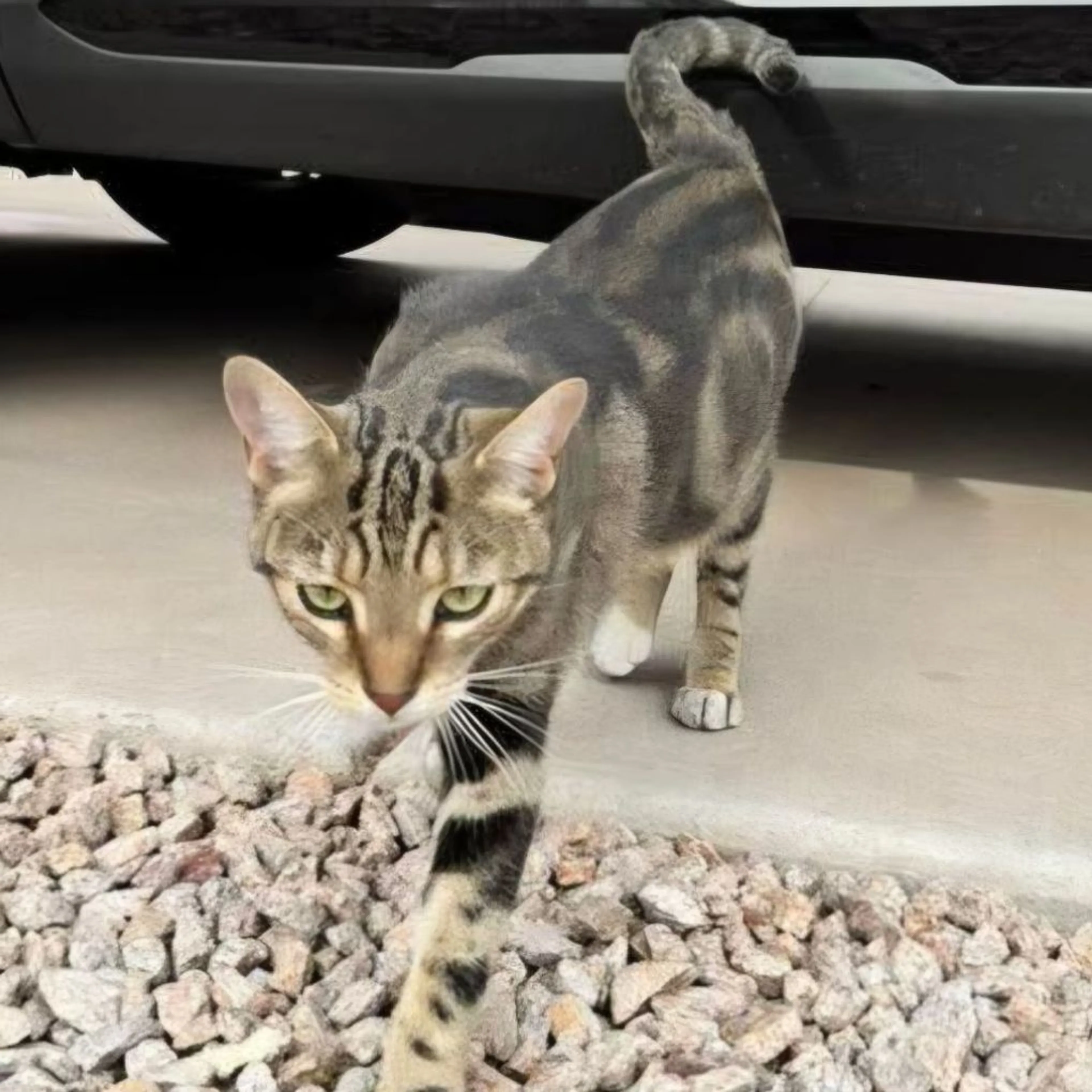 Found pet-0