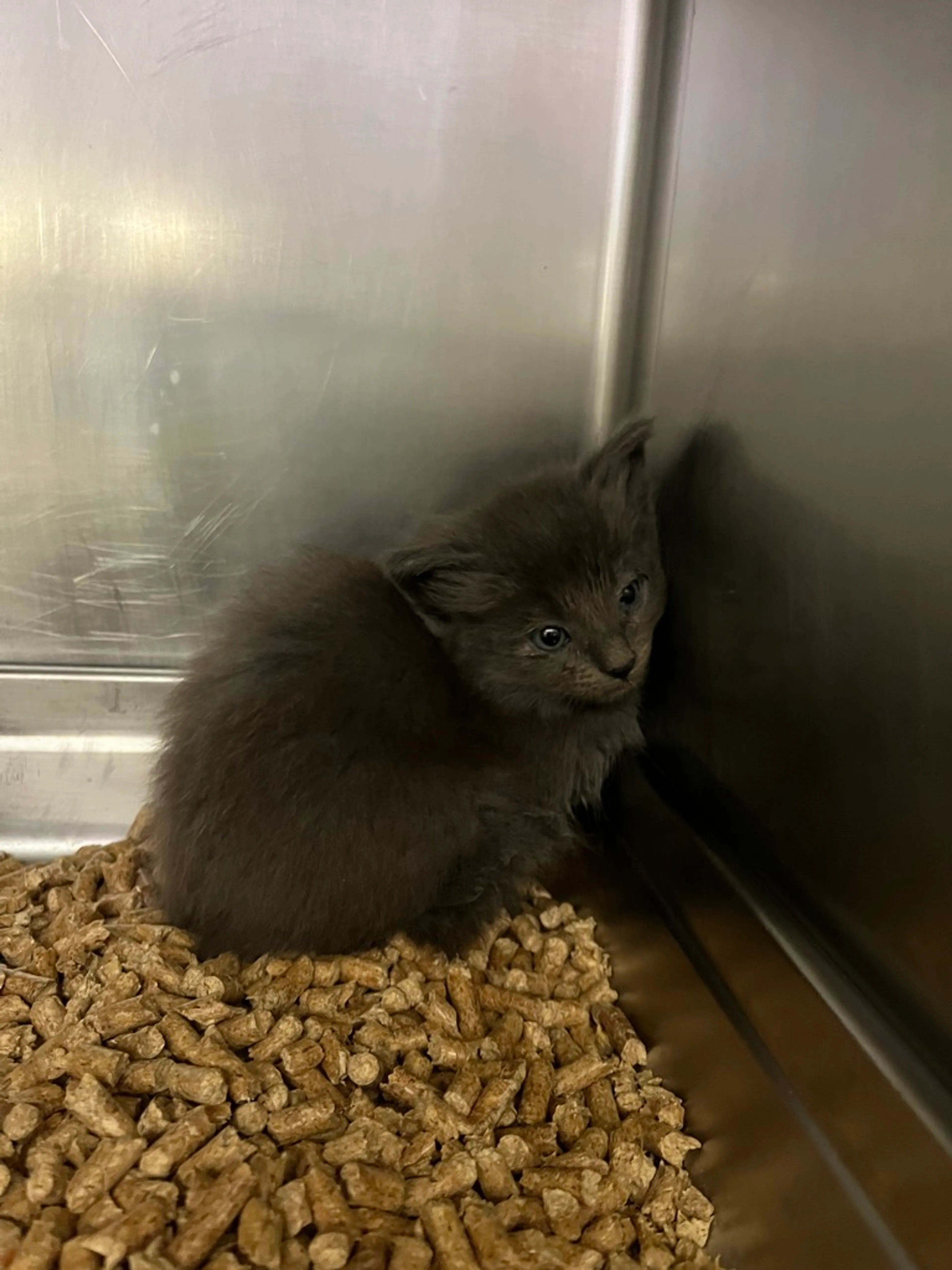 Found pet