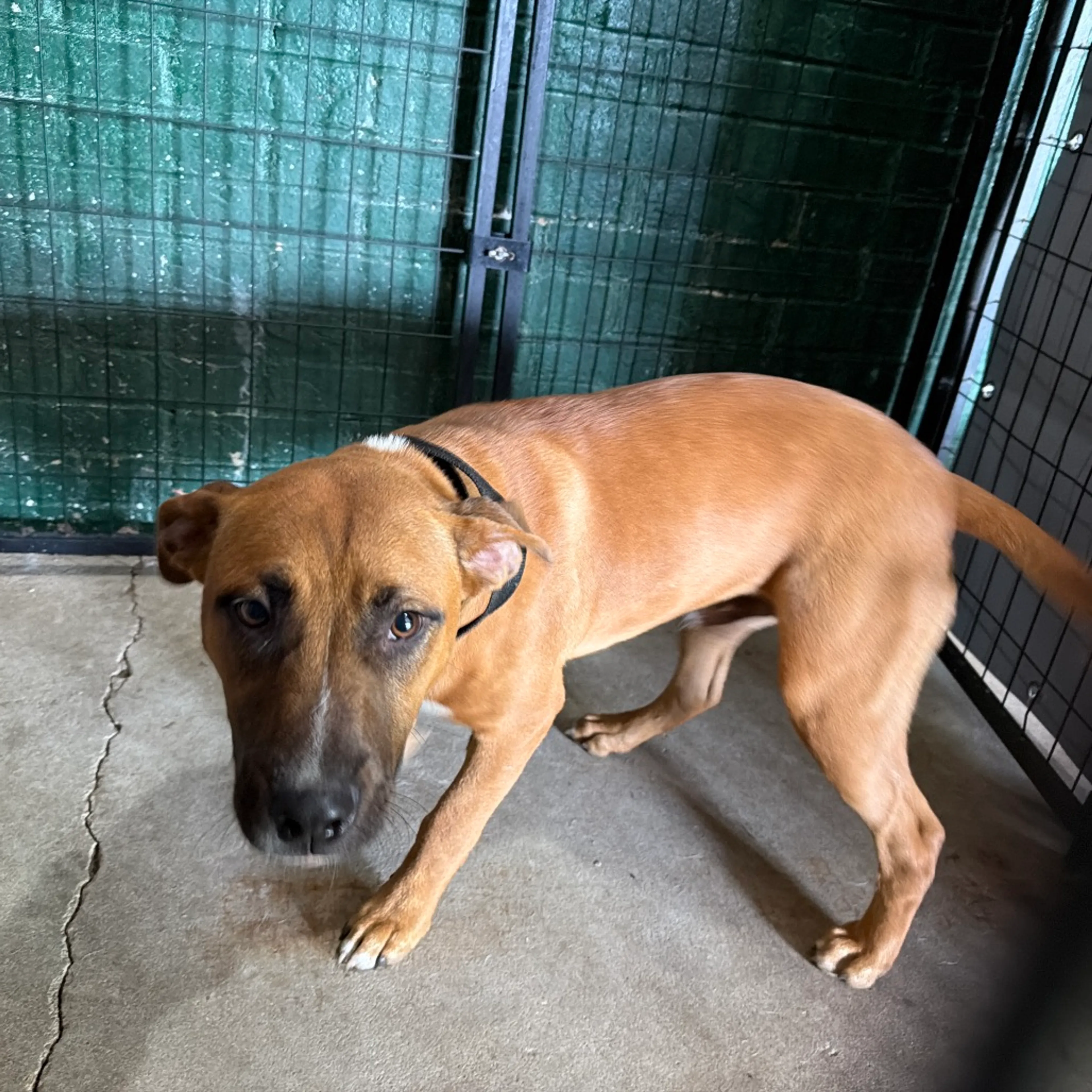 Found pet