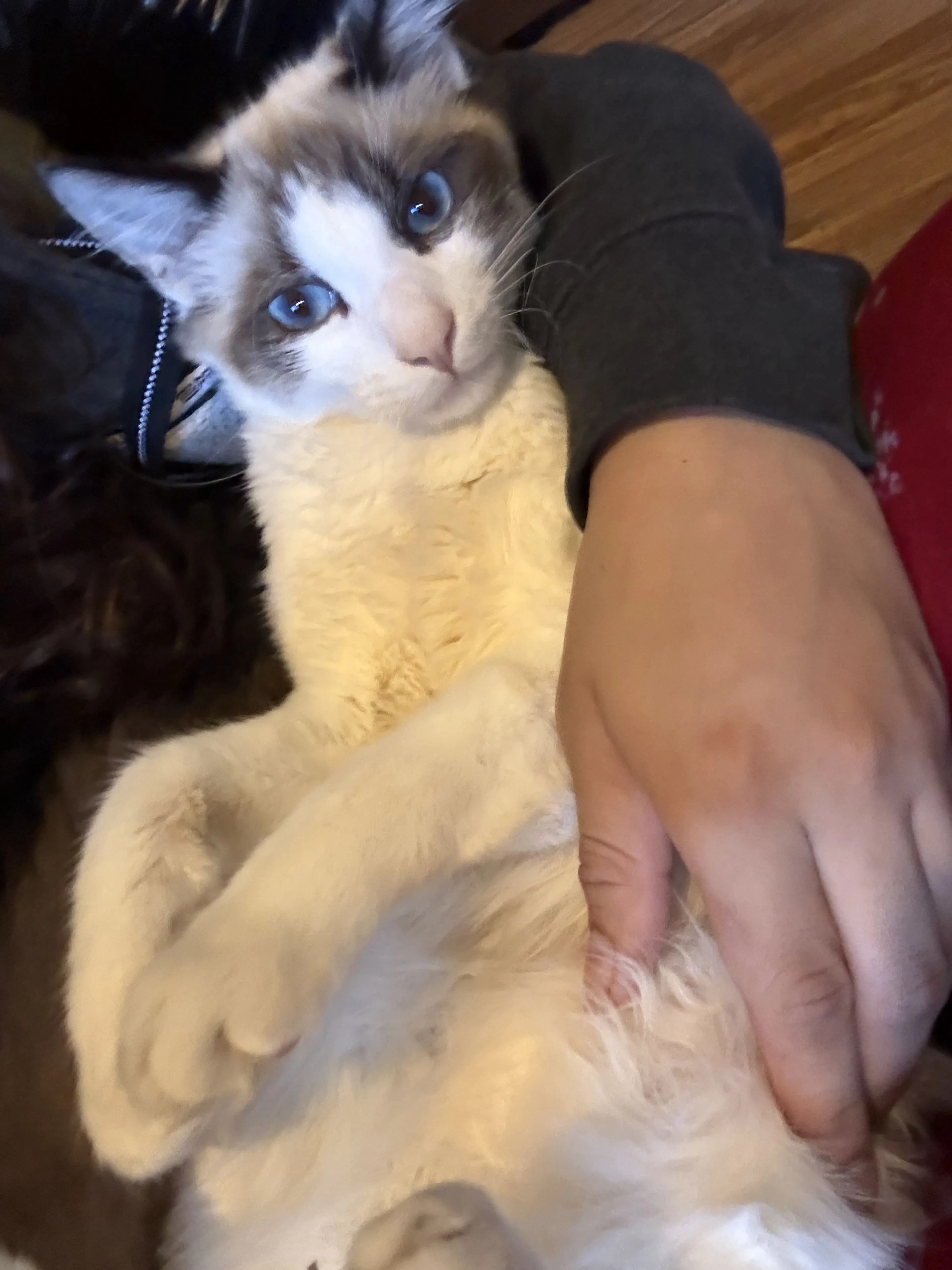 Lost pet-0