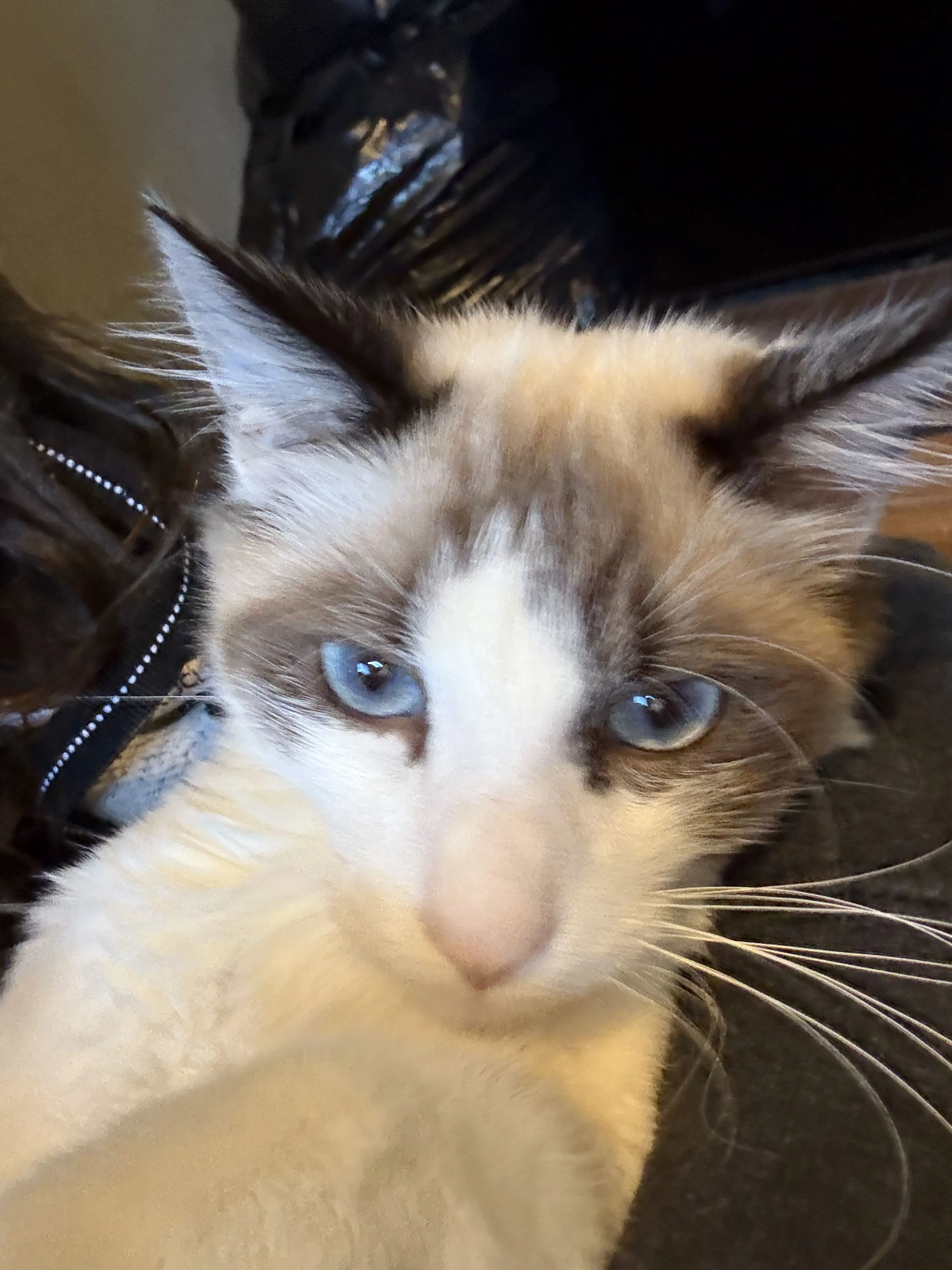 Lost pet-1