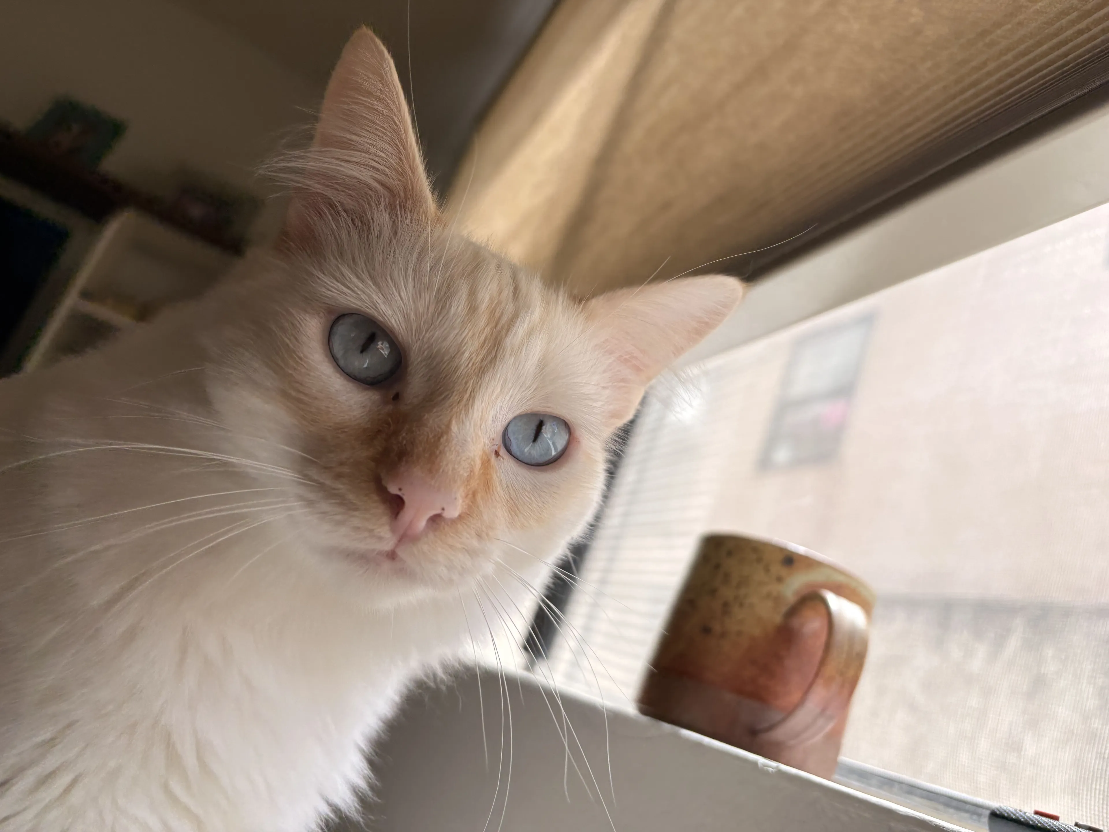 Lost pet
