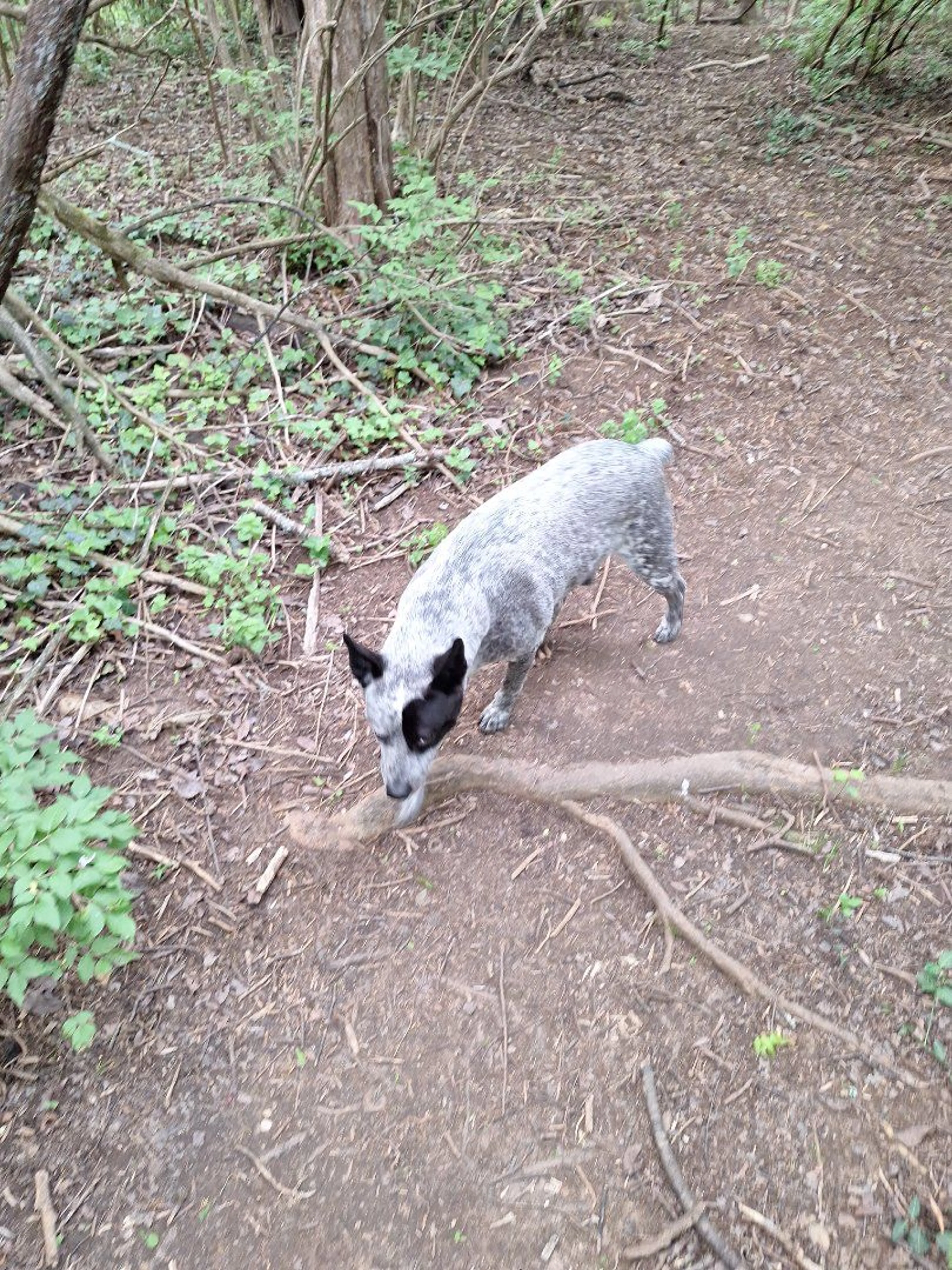 Lost pet-0