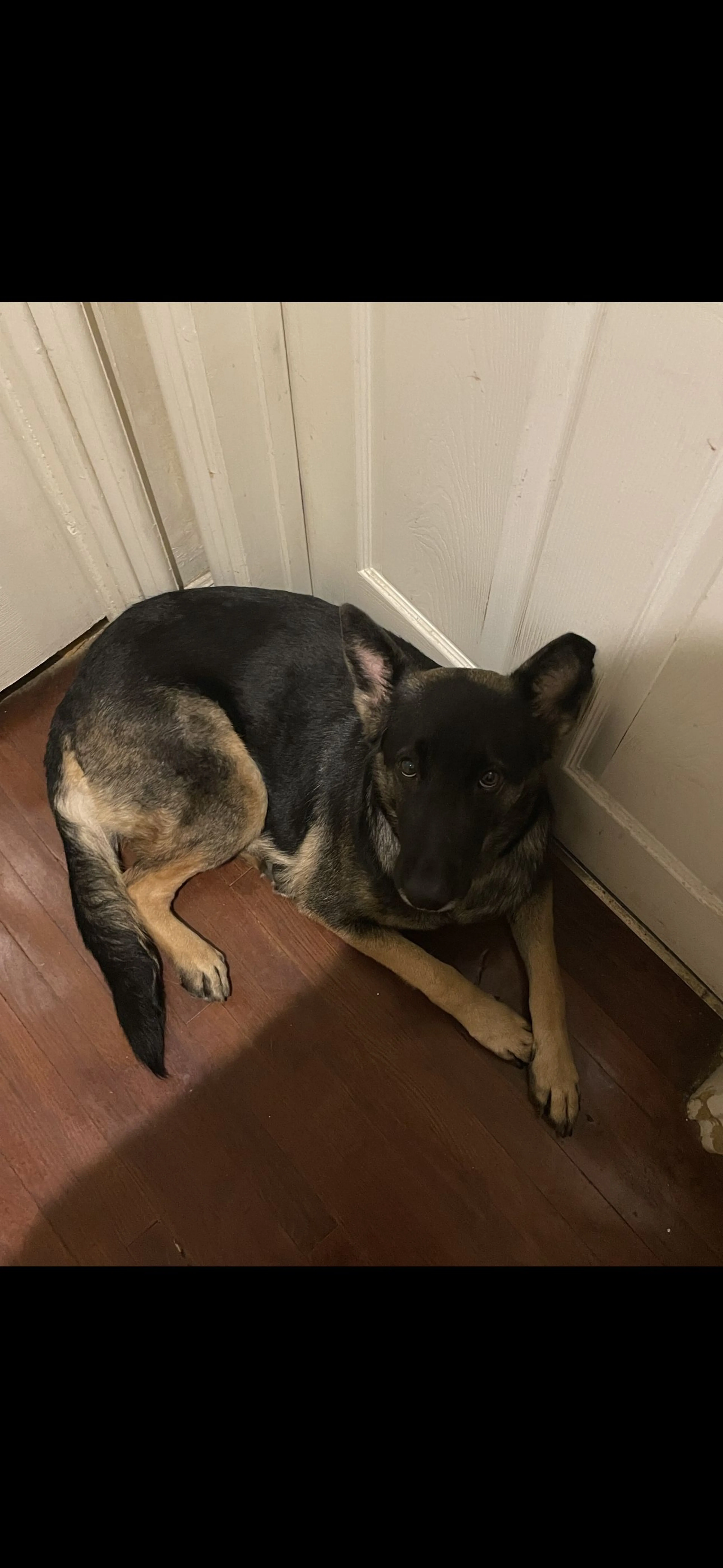 Lost pet