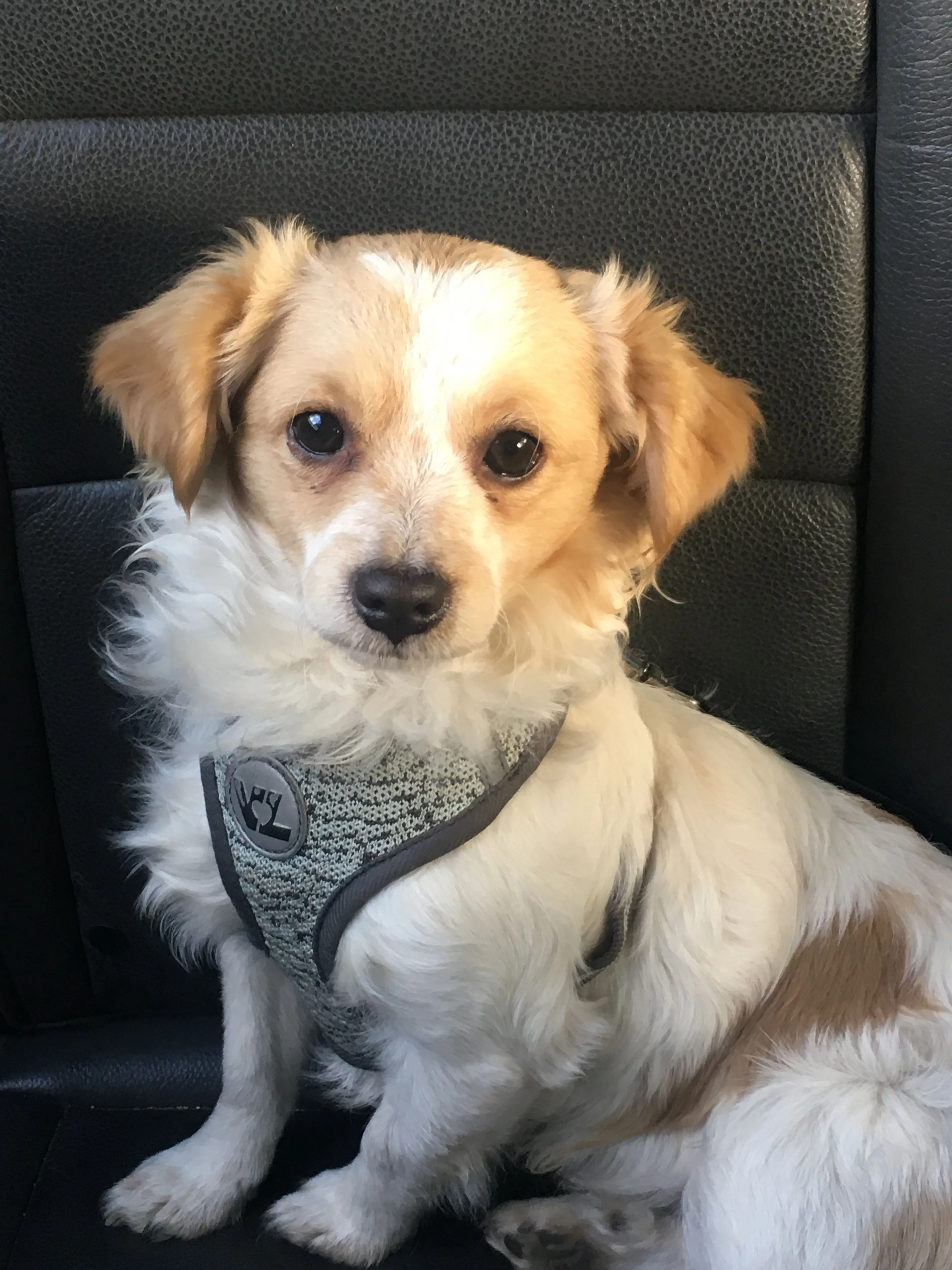 Lost pet
