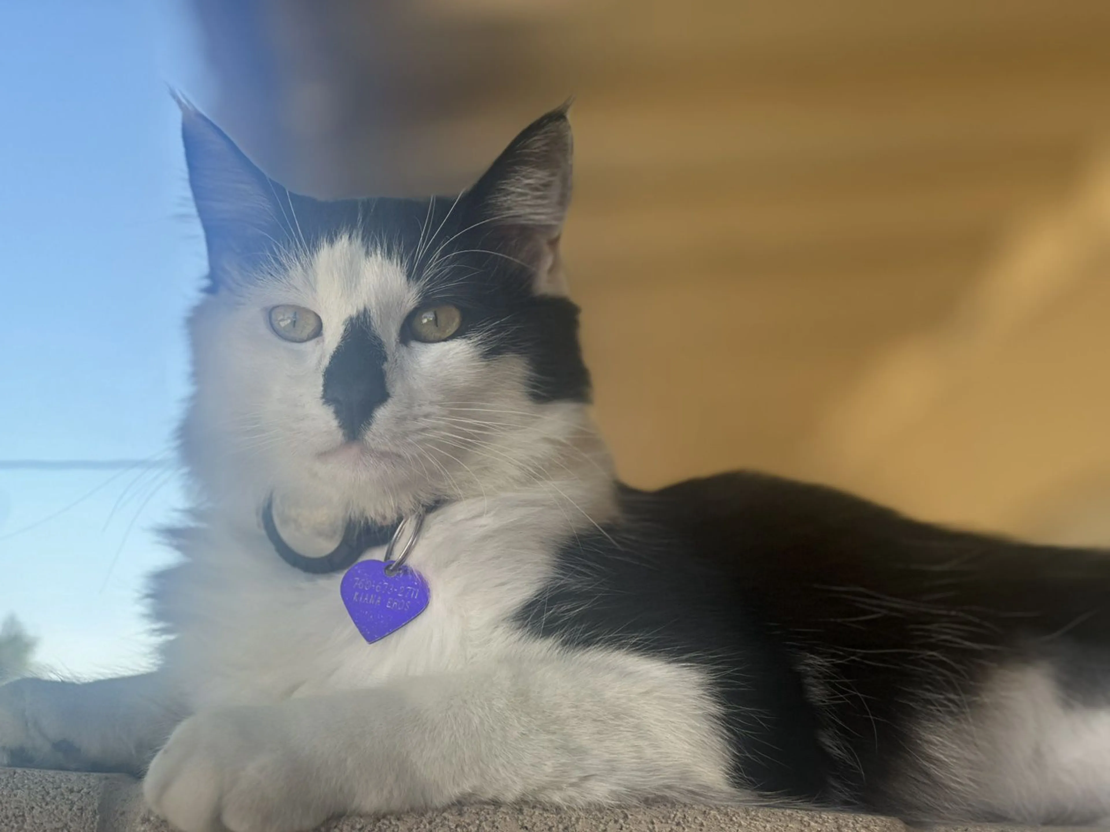 Lost pet