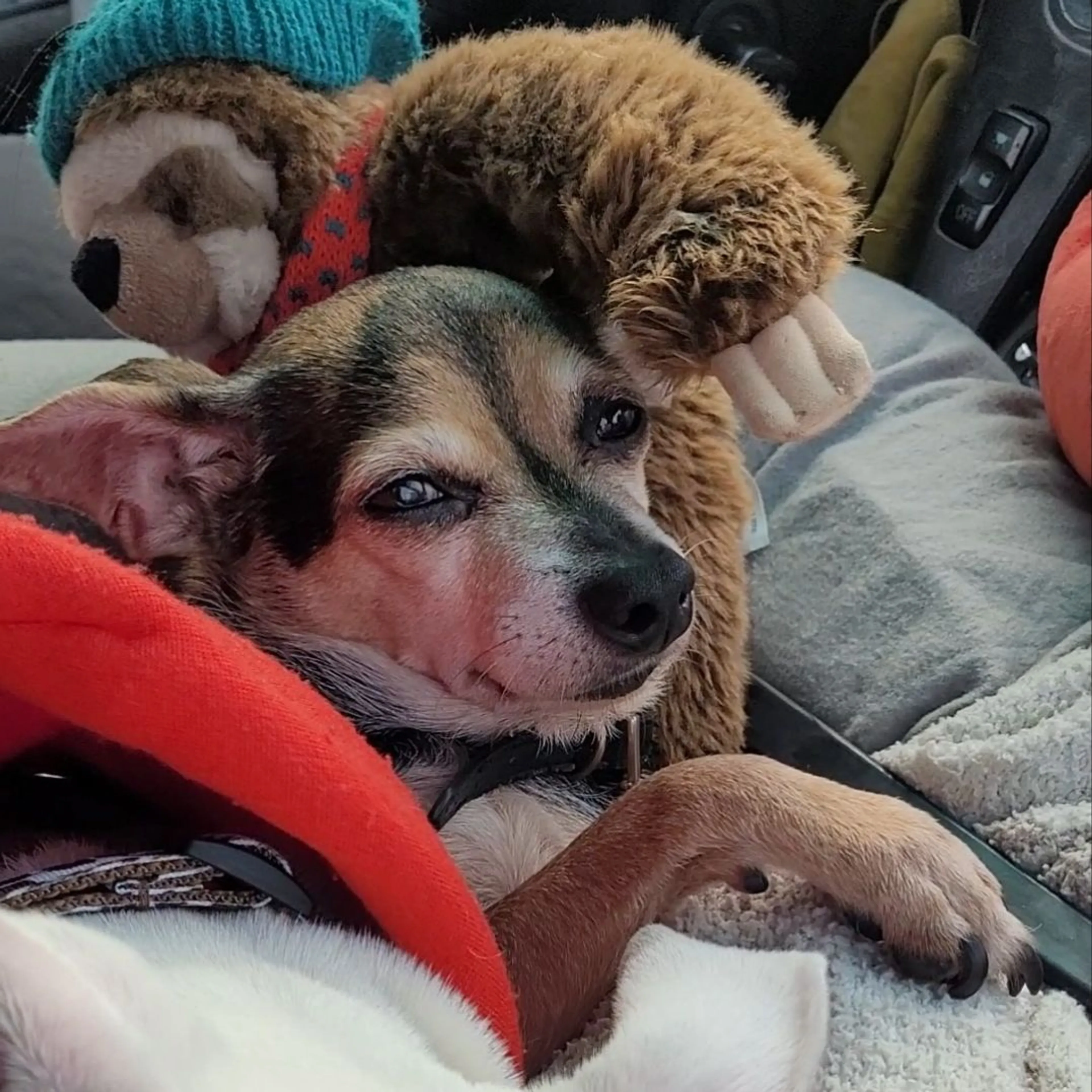 Lost pet