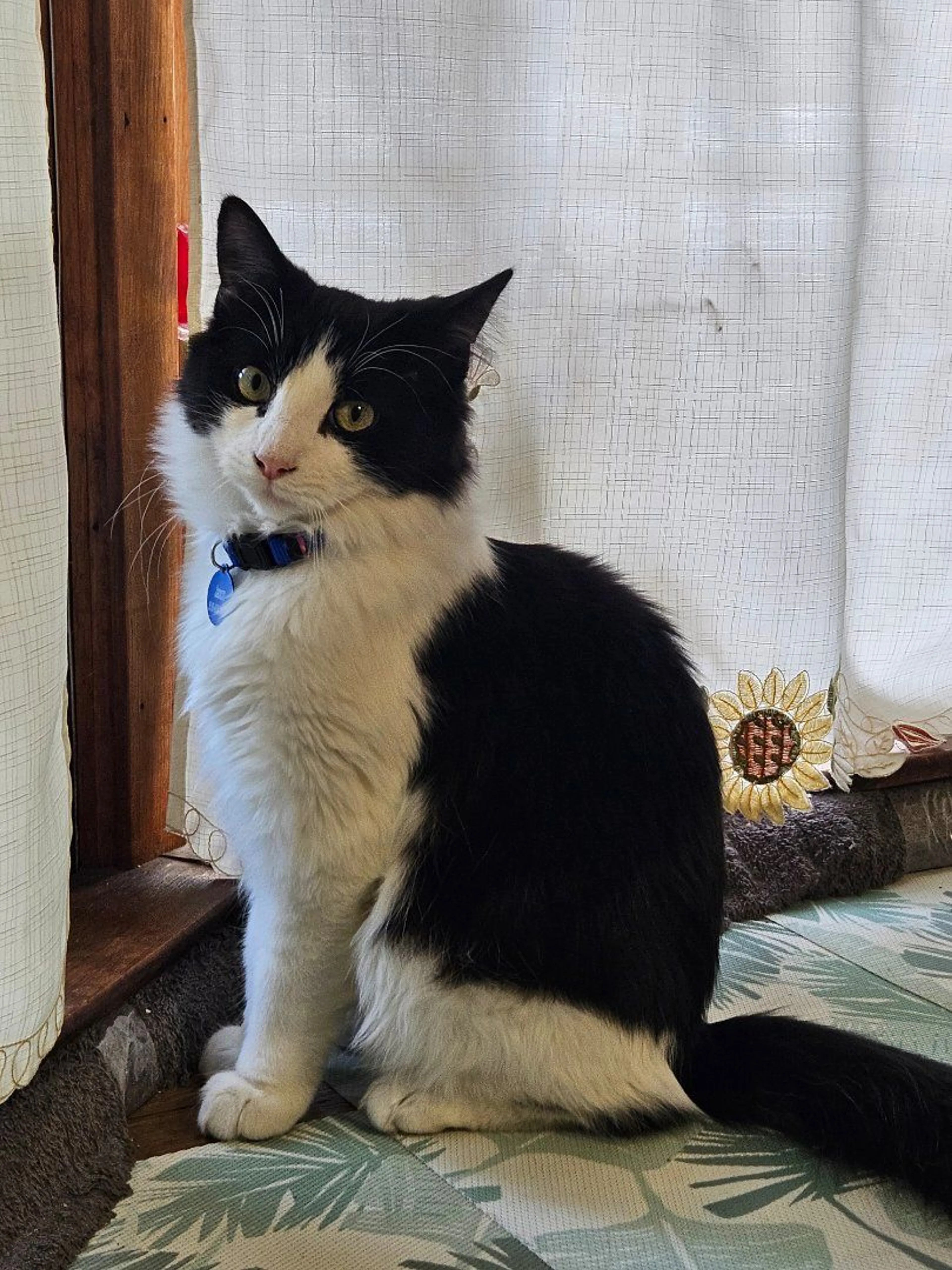 Lost pet