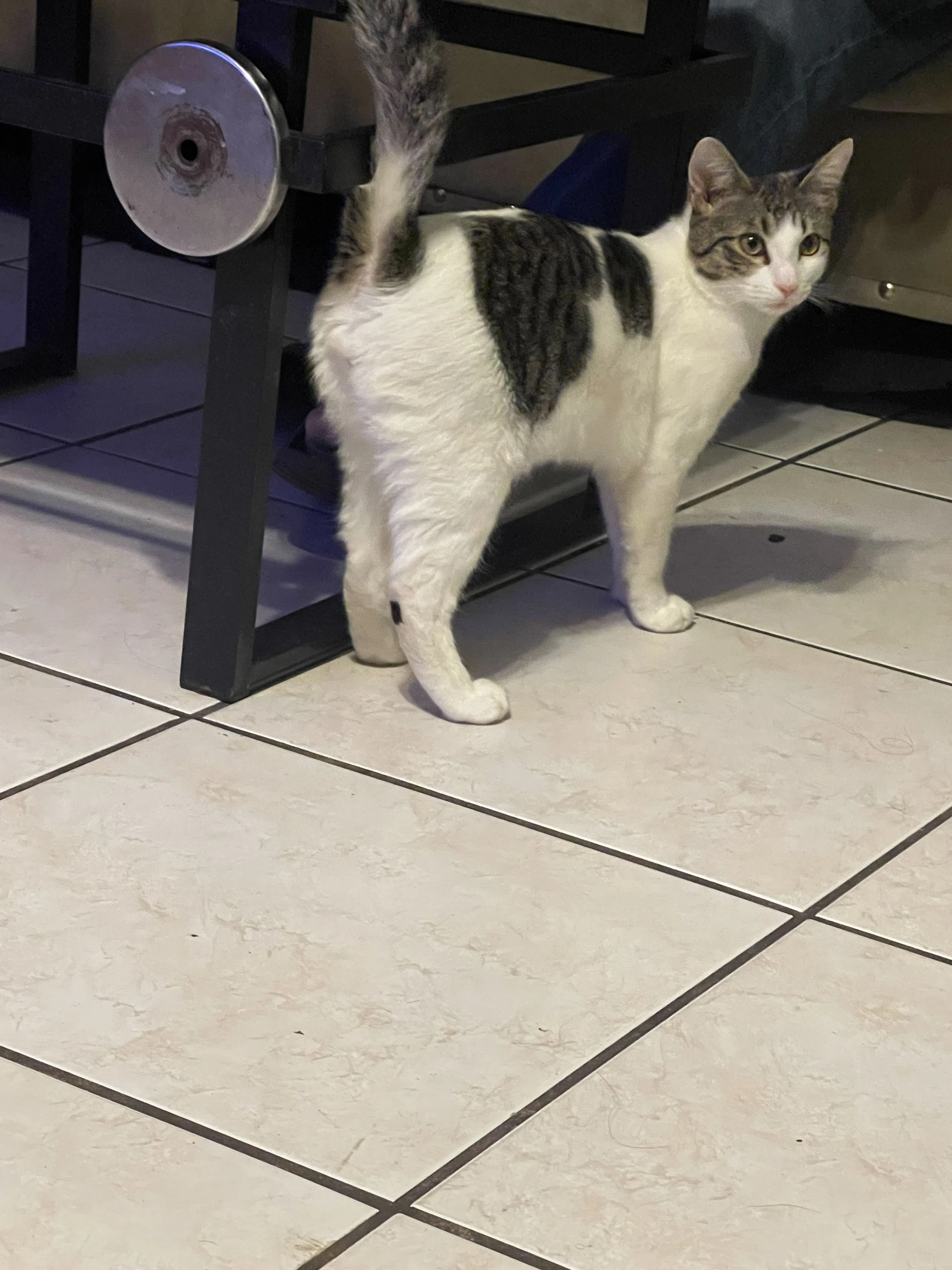Lost pet-4