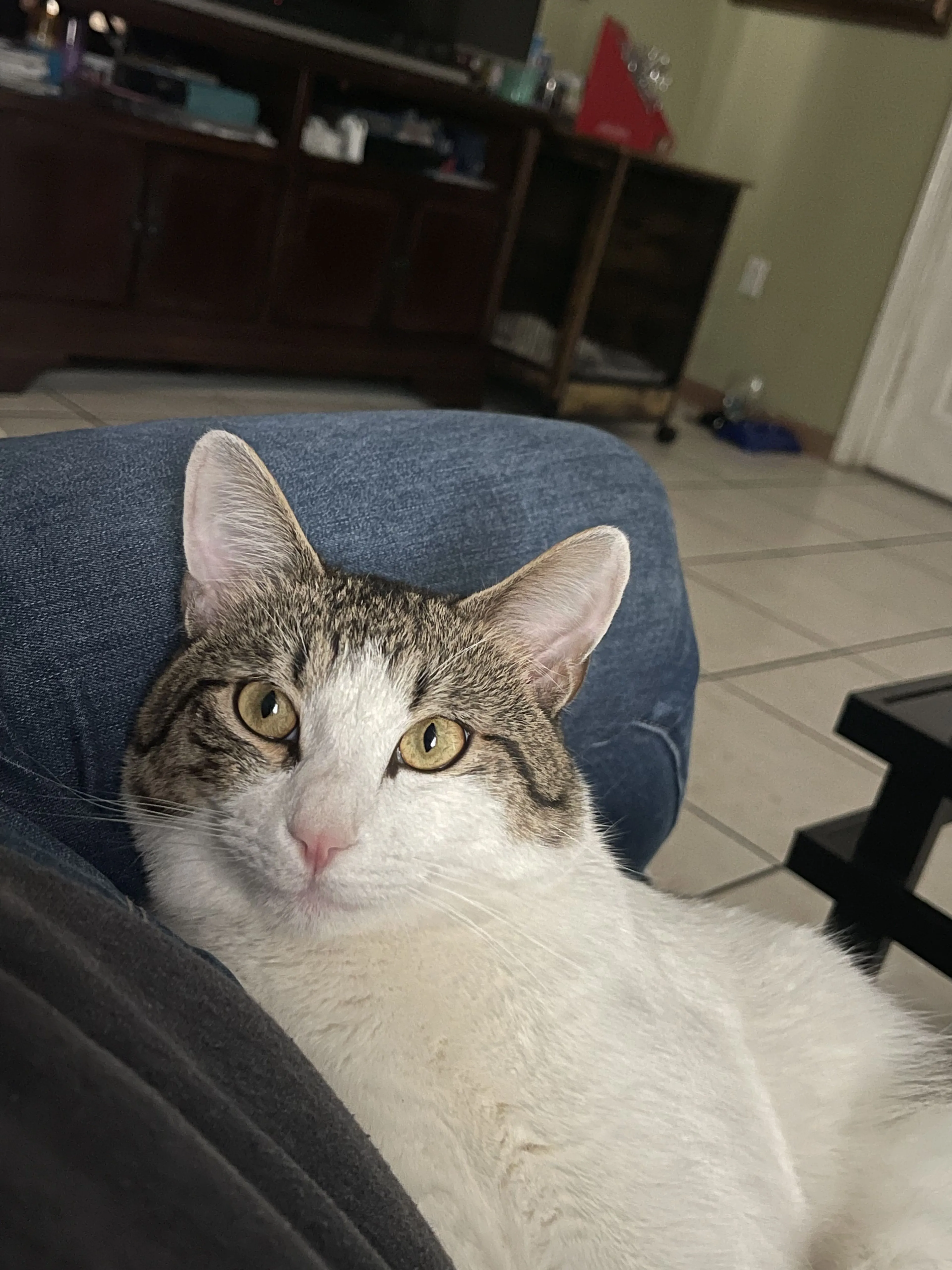 Lost pet-1