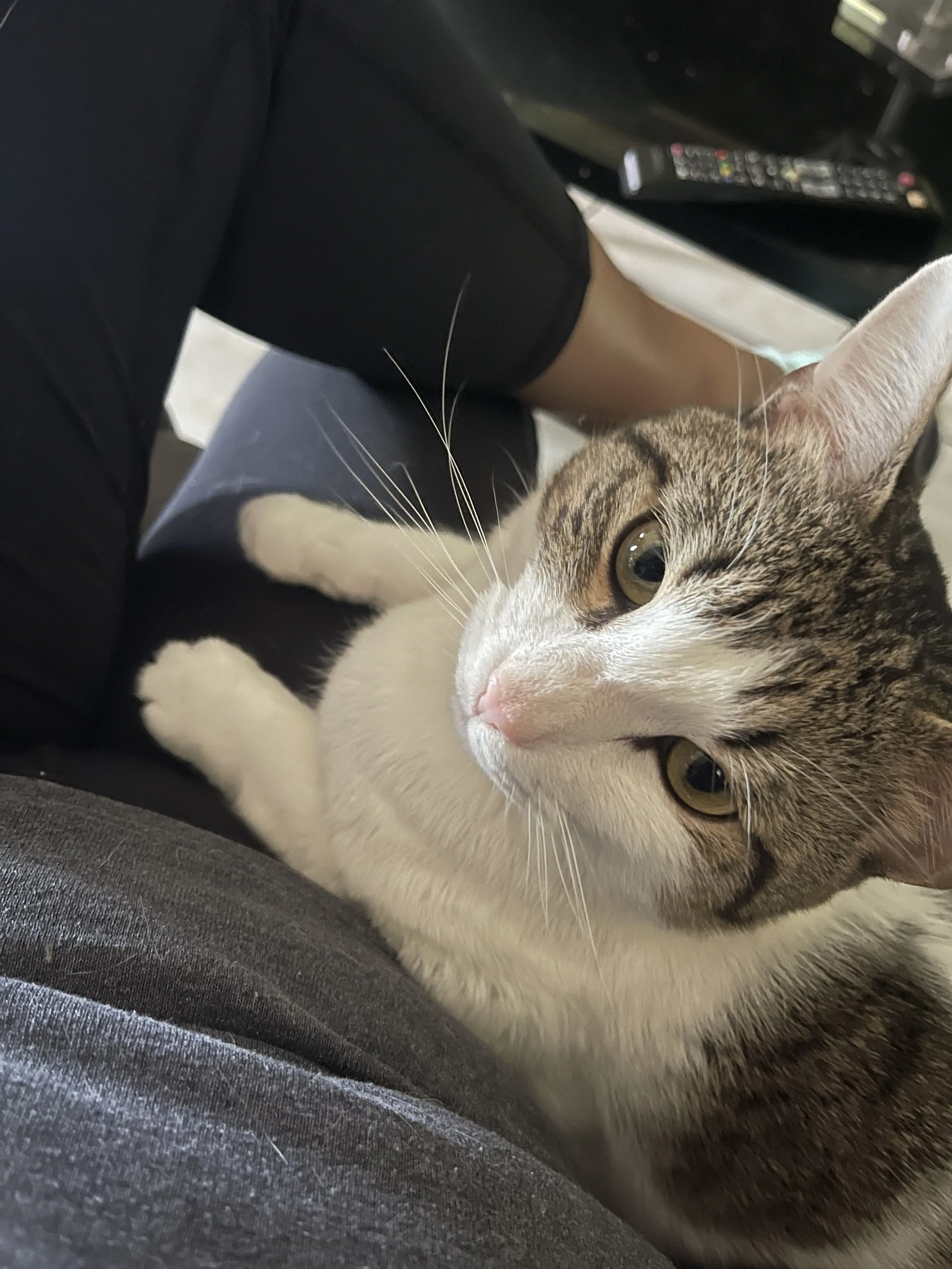 Lost pet-0