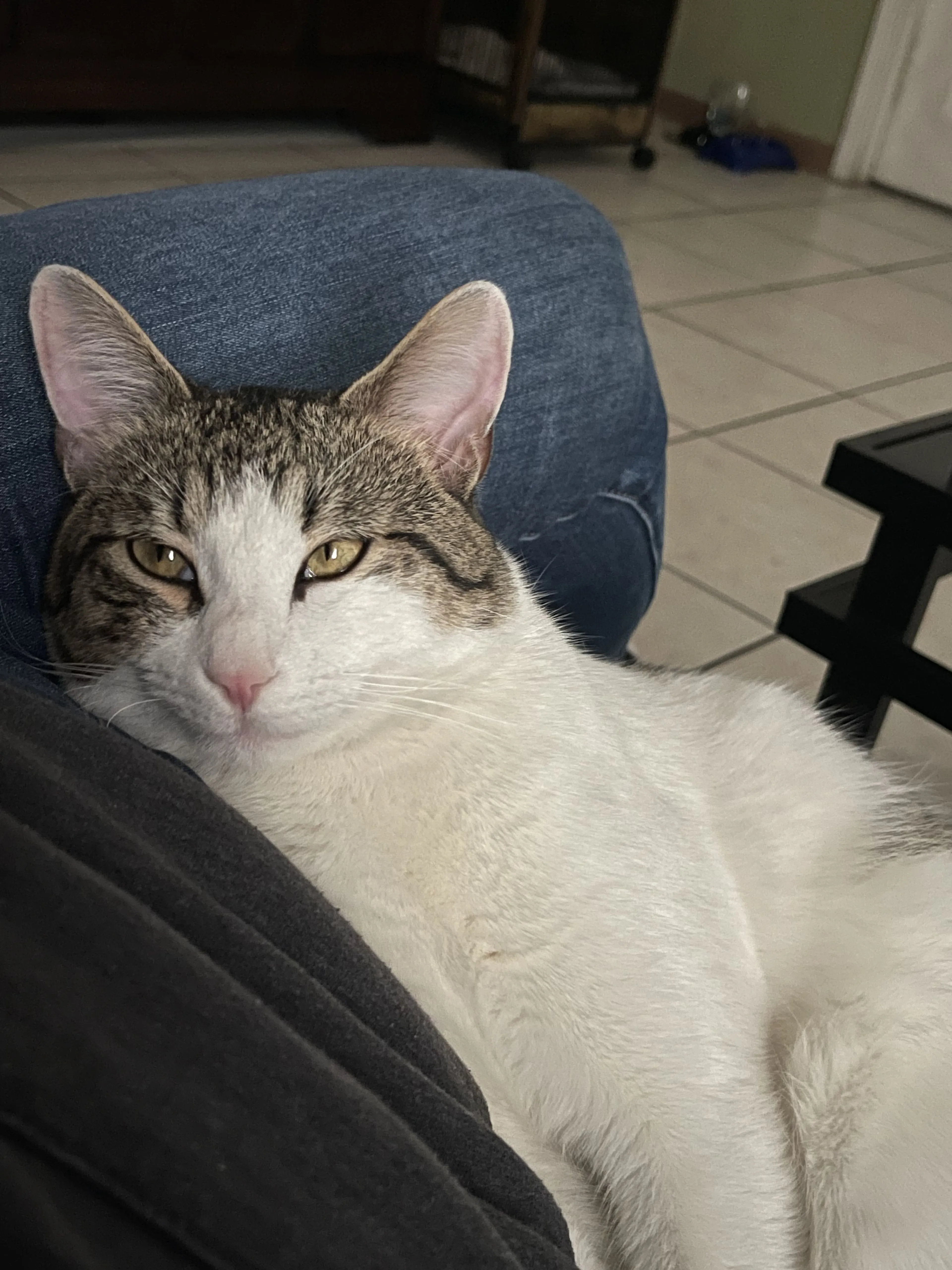 Lost pet-2