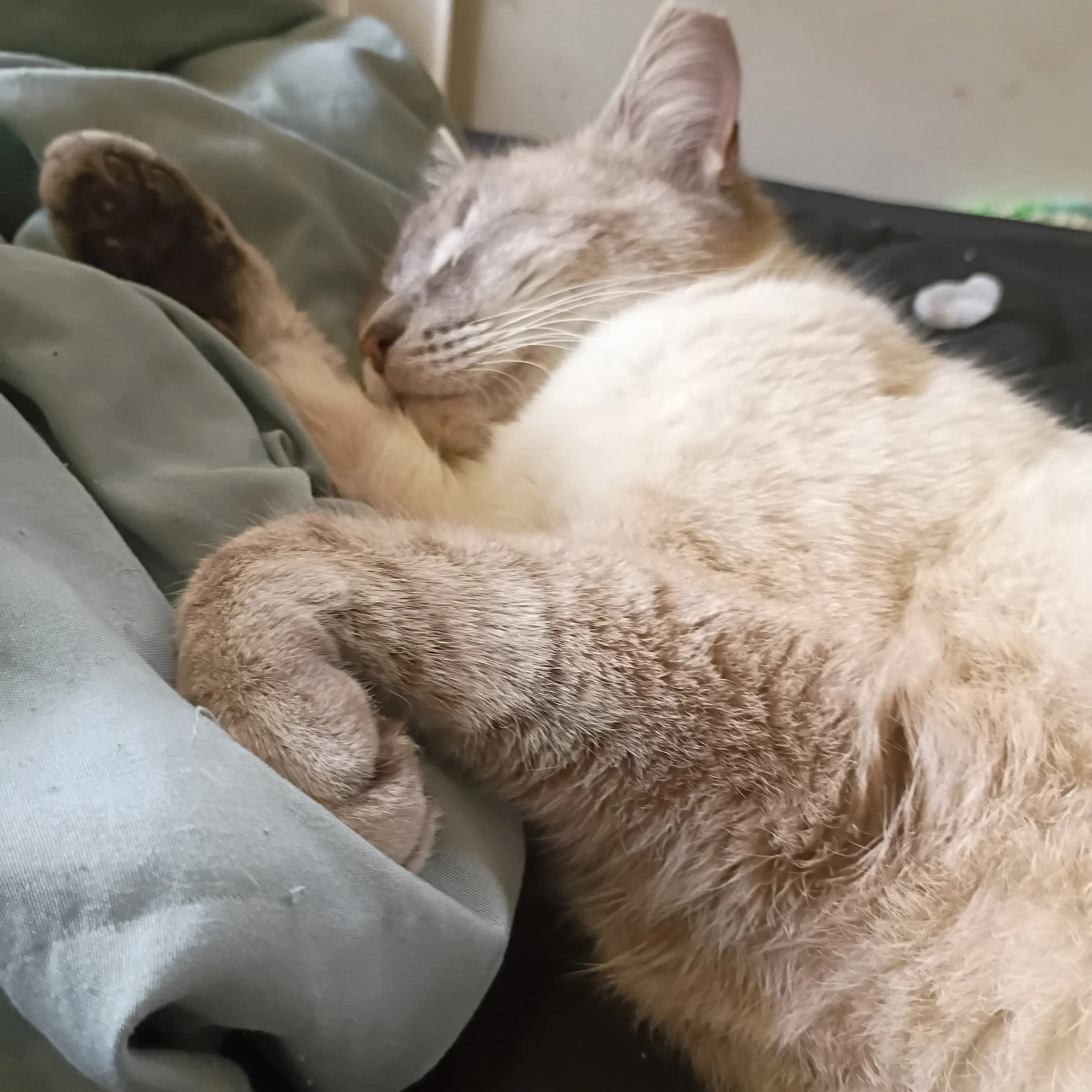 Lost pet-1