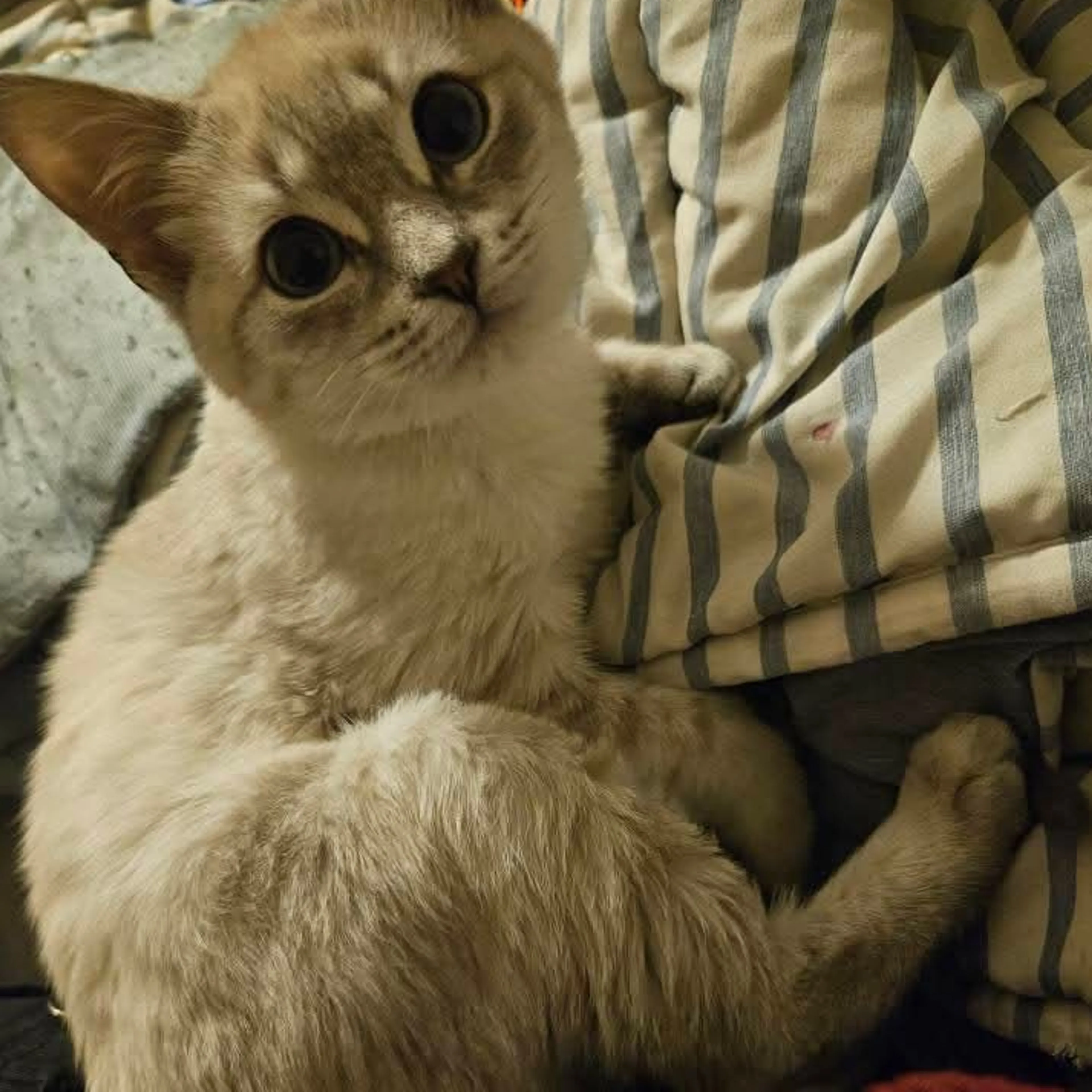Lost pet-3