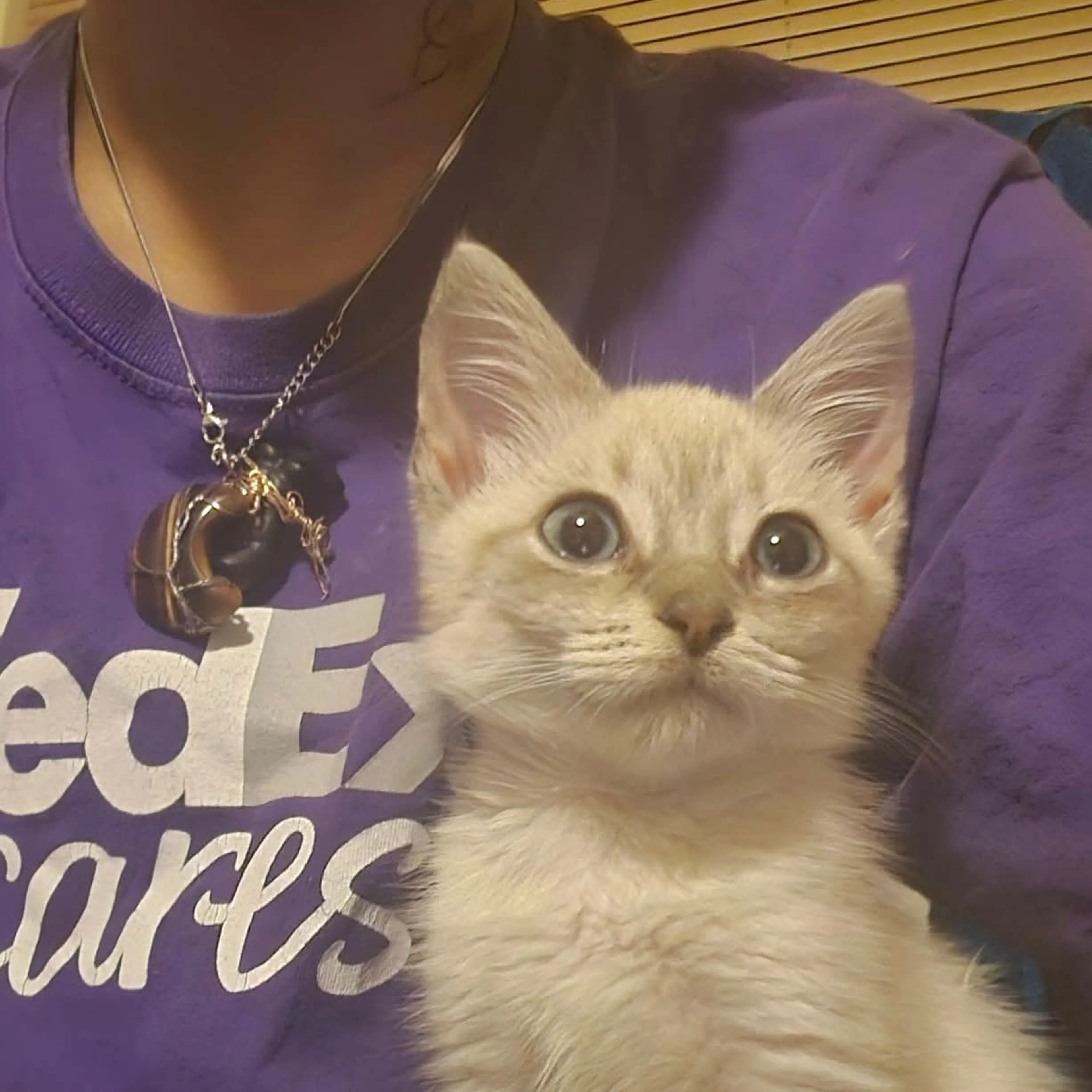 Lost pet-2