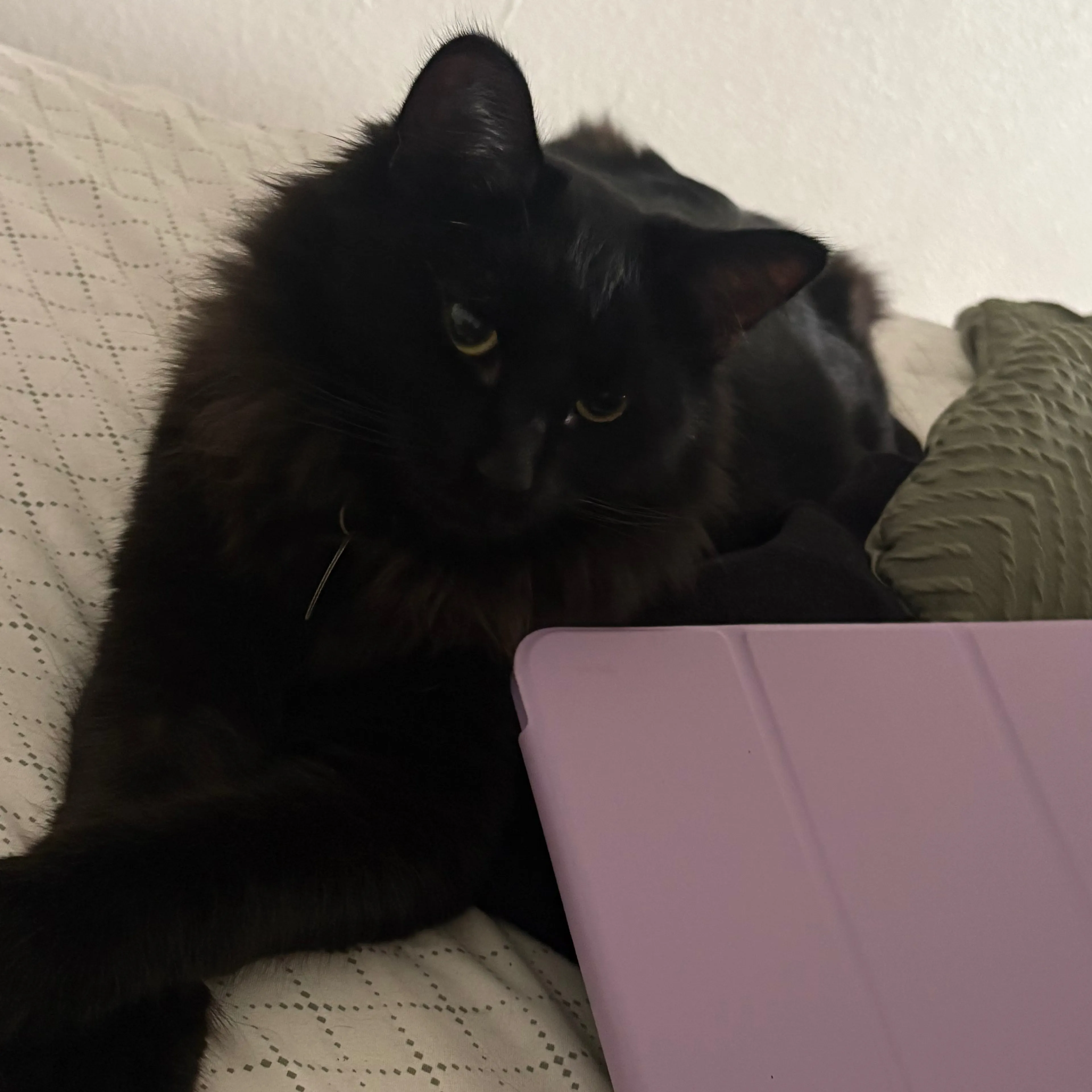 Lost pet-2