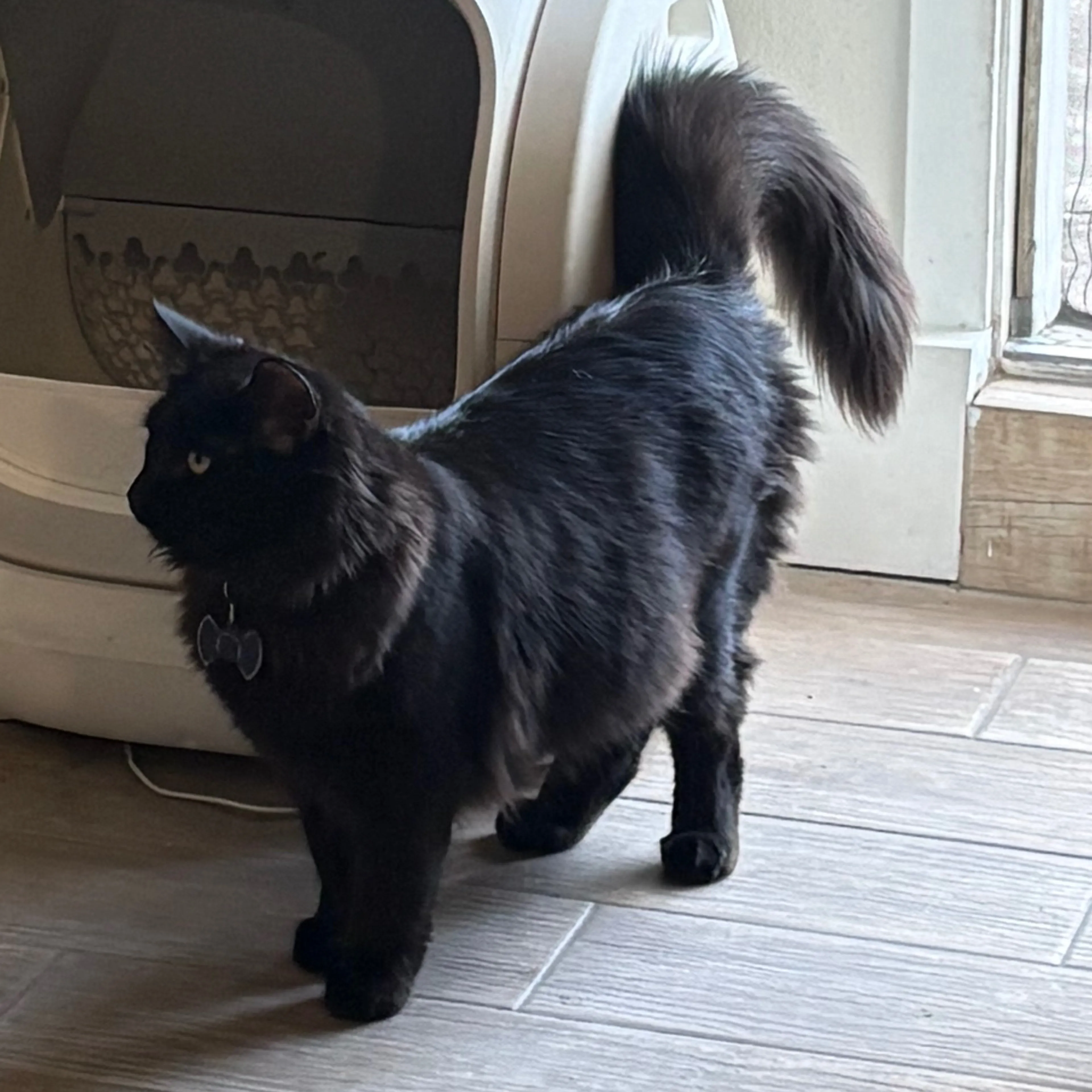 Lost pet-1