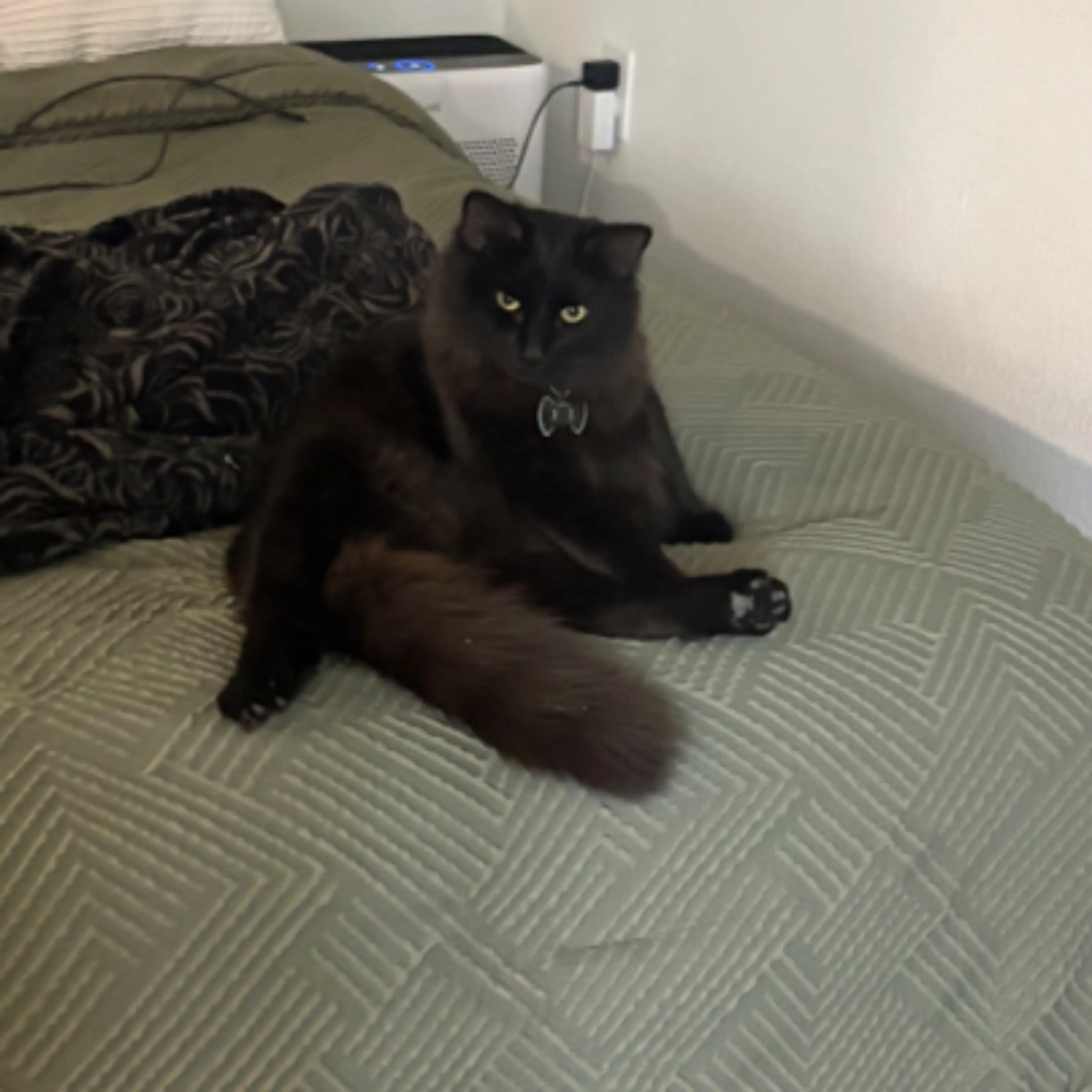 Lost pet-0
