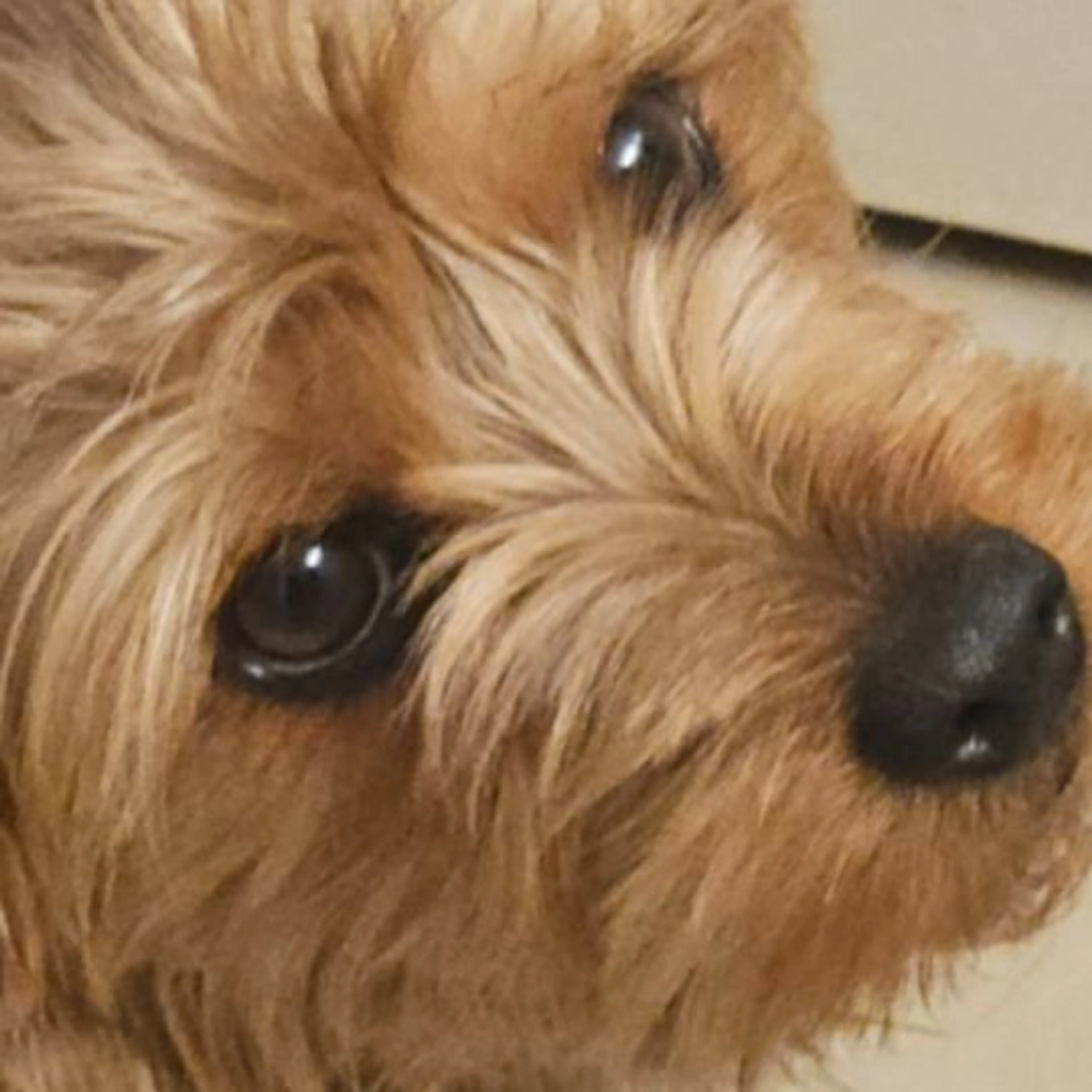 Lost pet