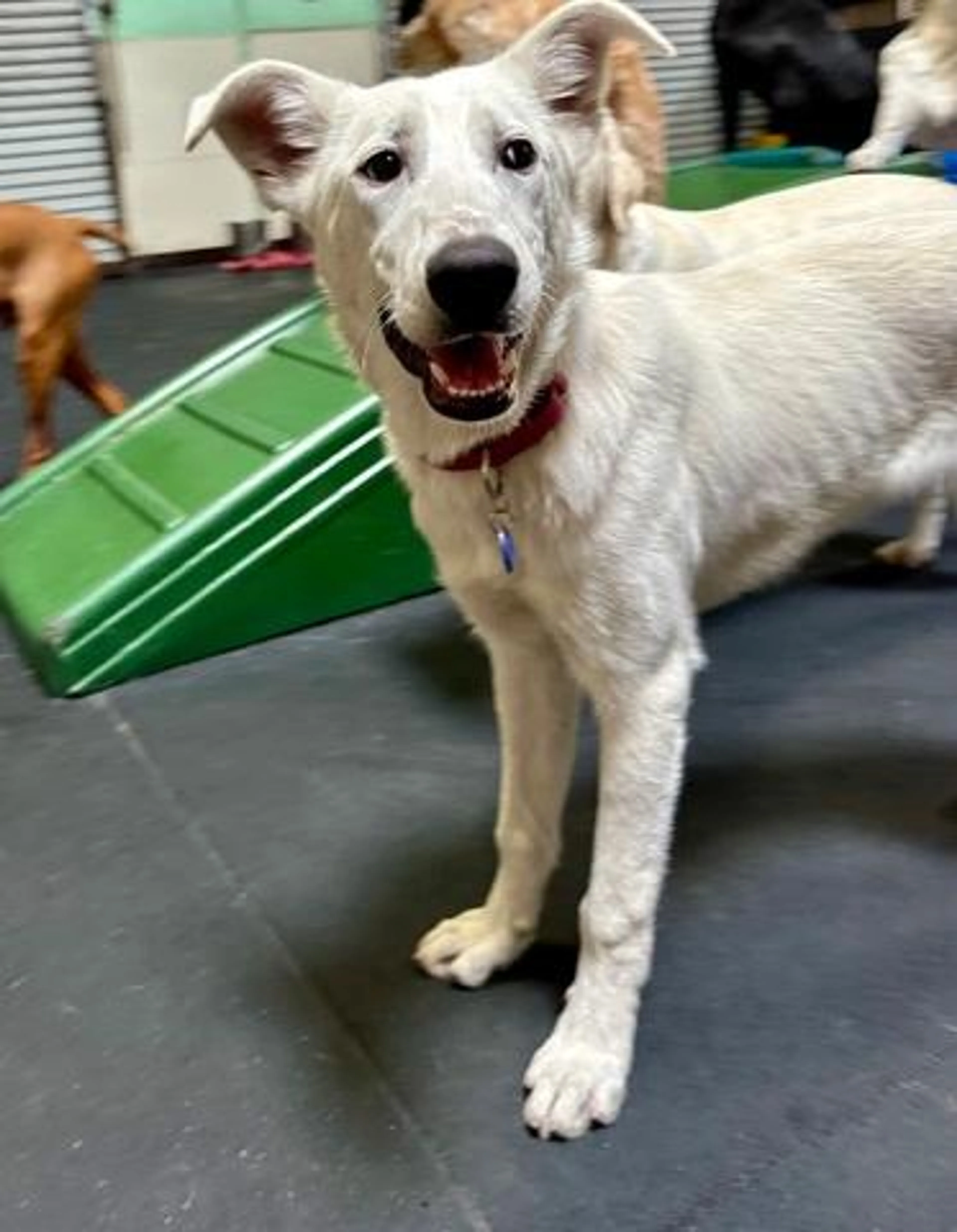 Found pet-3