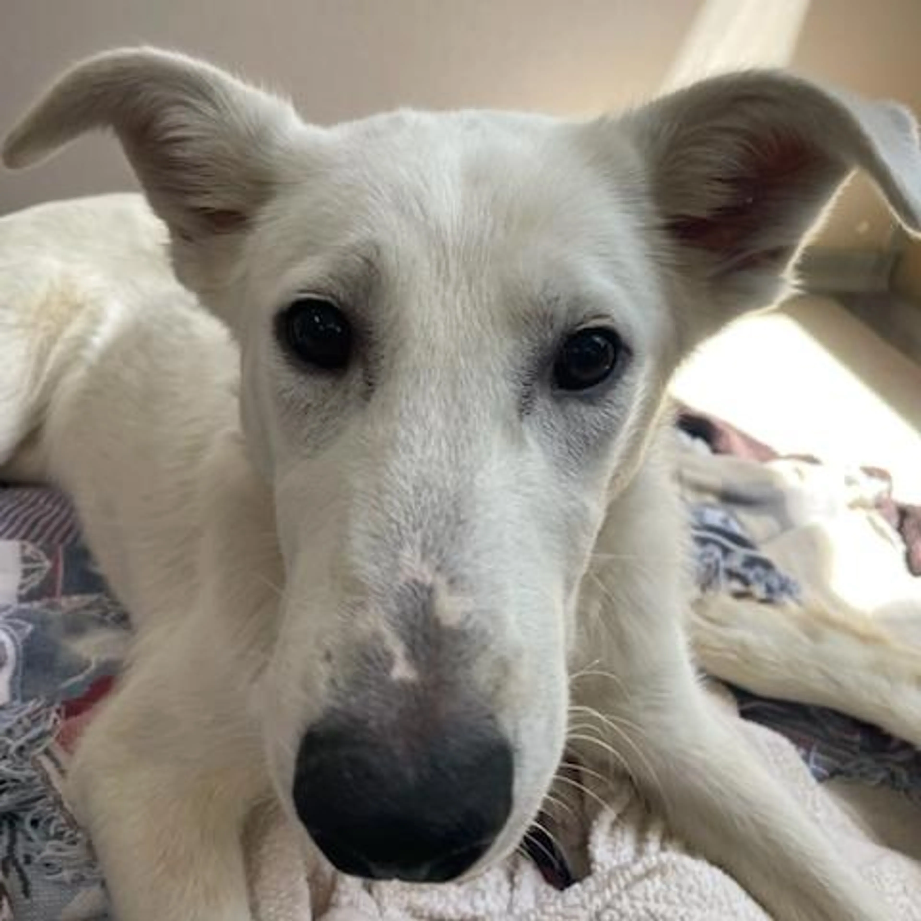 Found pet-1