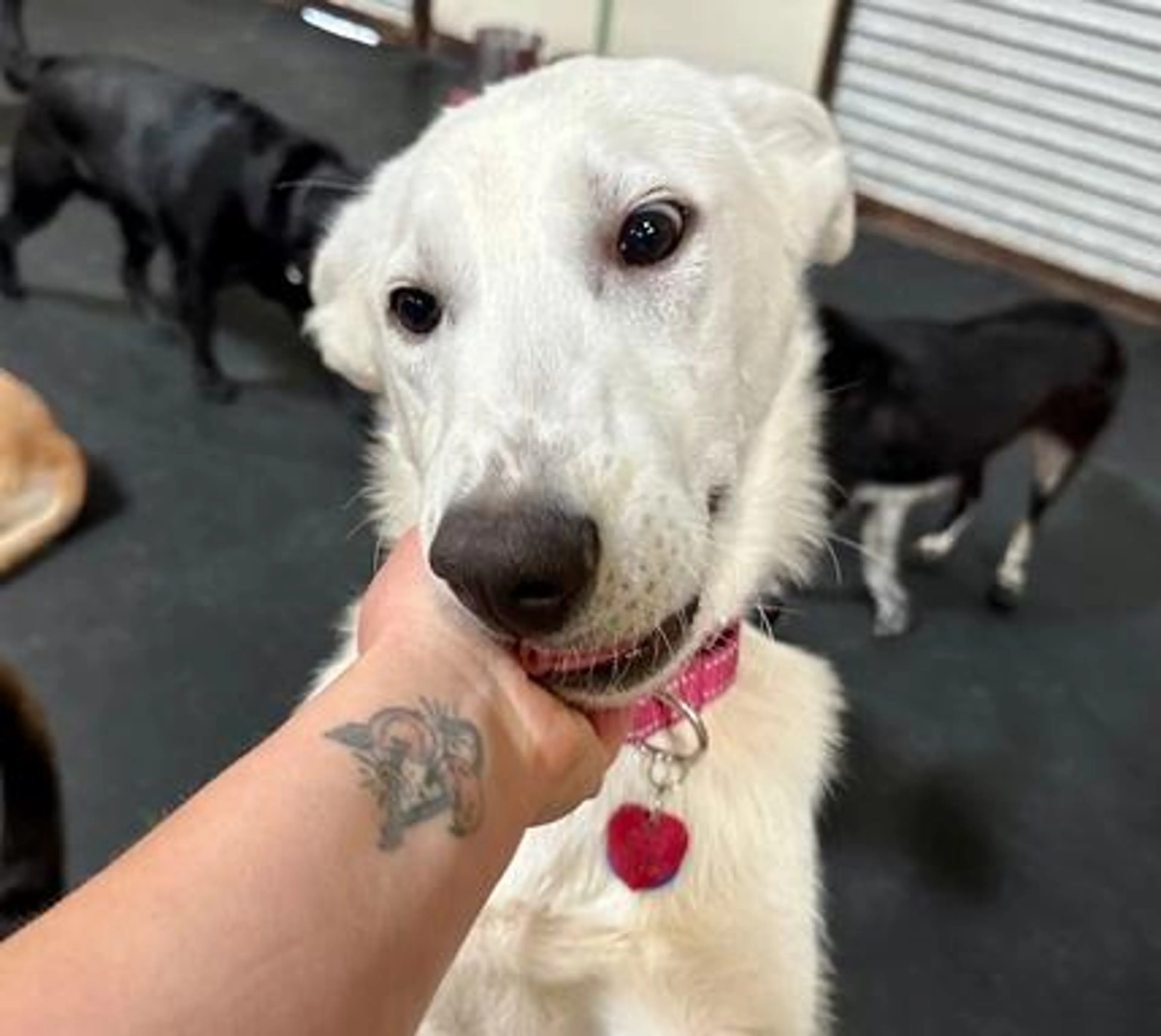 Found pet-4