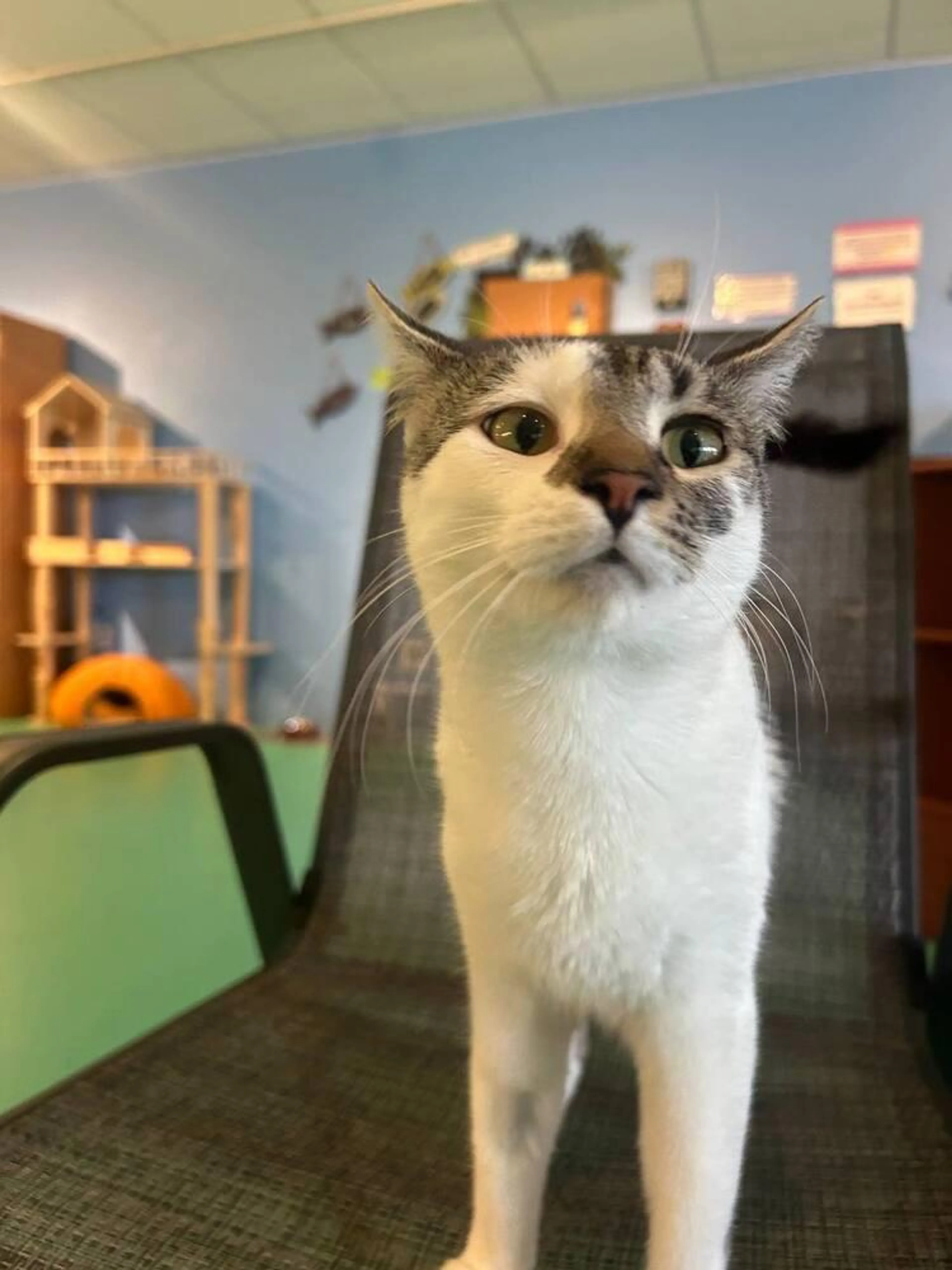 Found pet-2