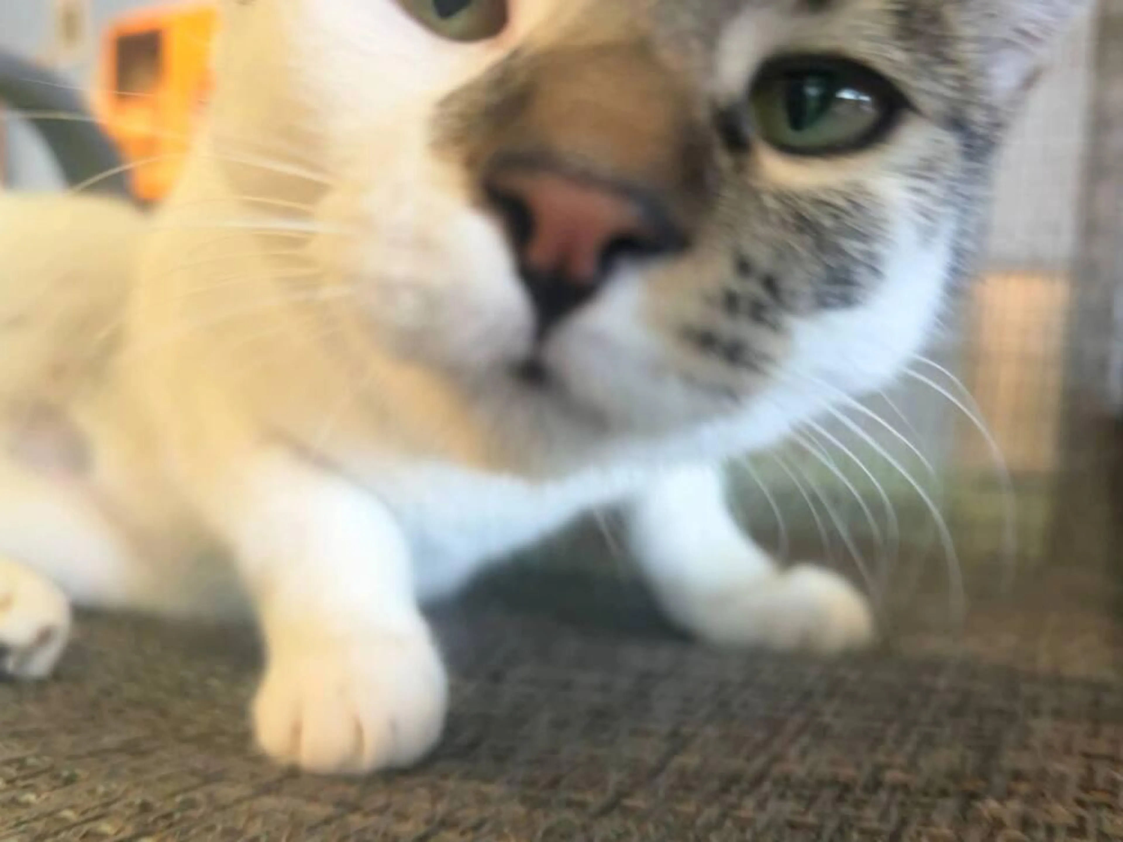 Found pet-4