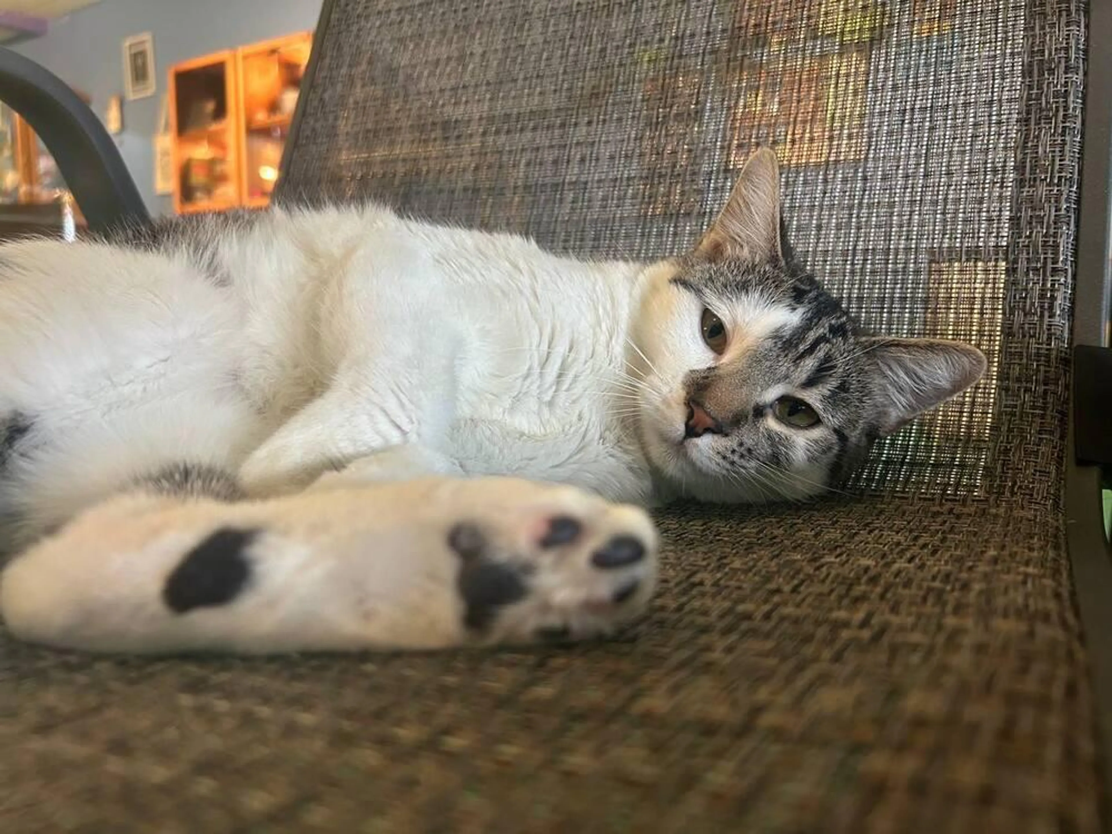 Found pet-1