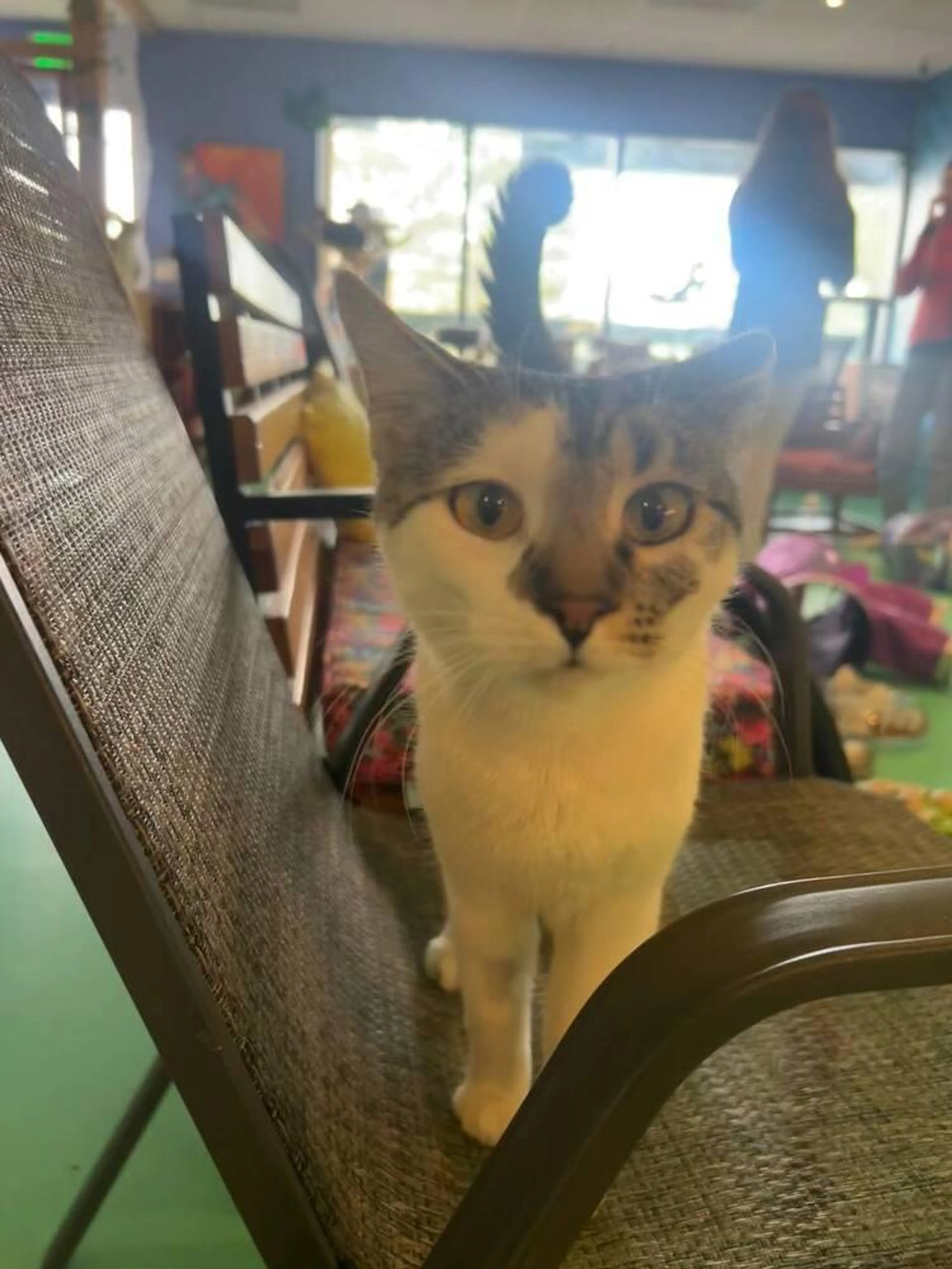 Found pet-3