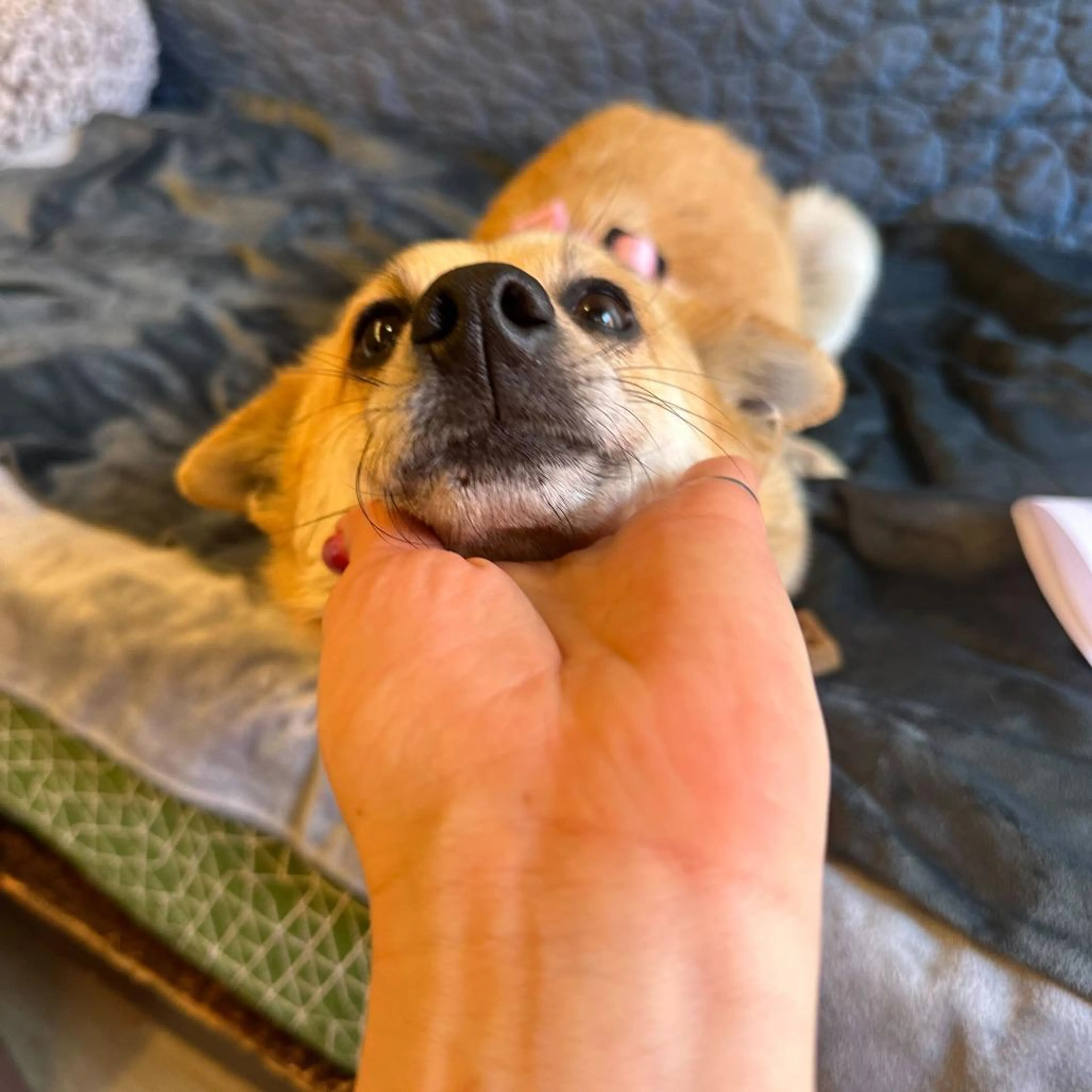 Found pet-3