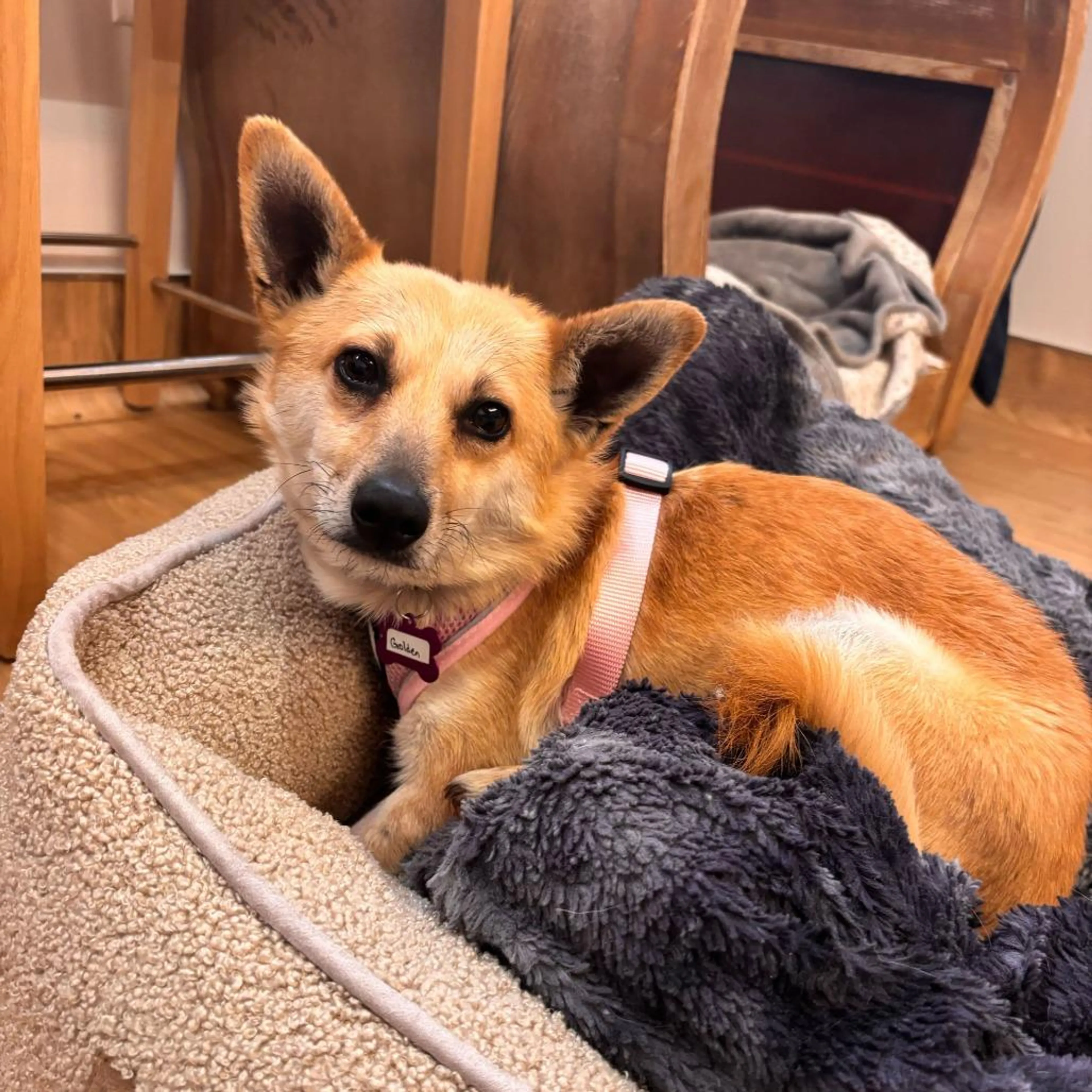 Found pet-2