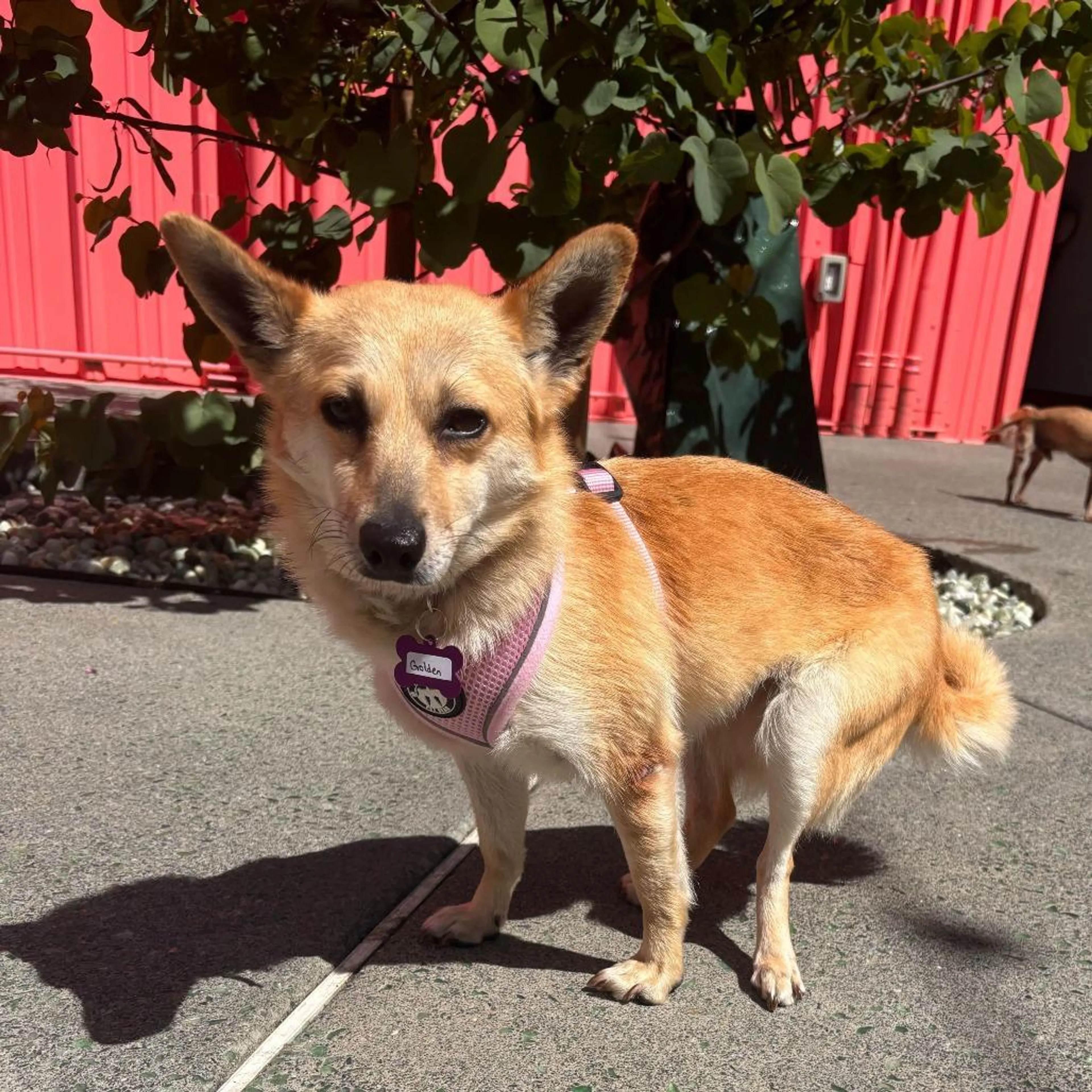 Found pet-4