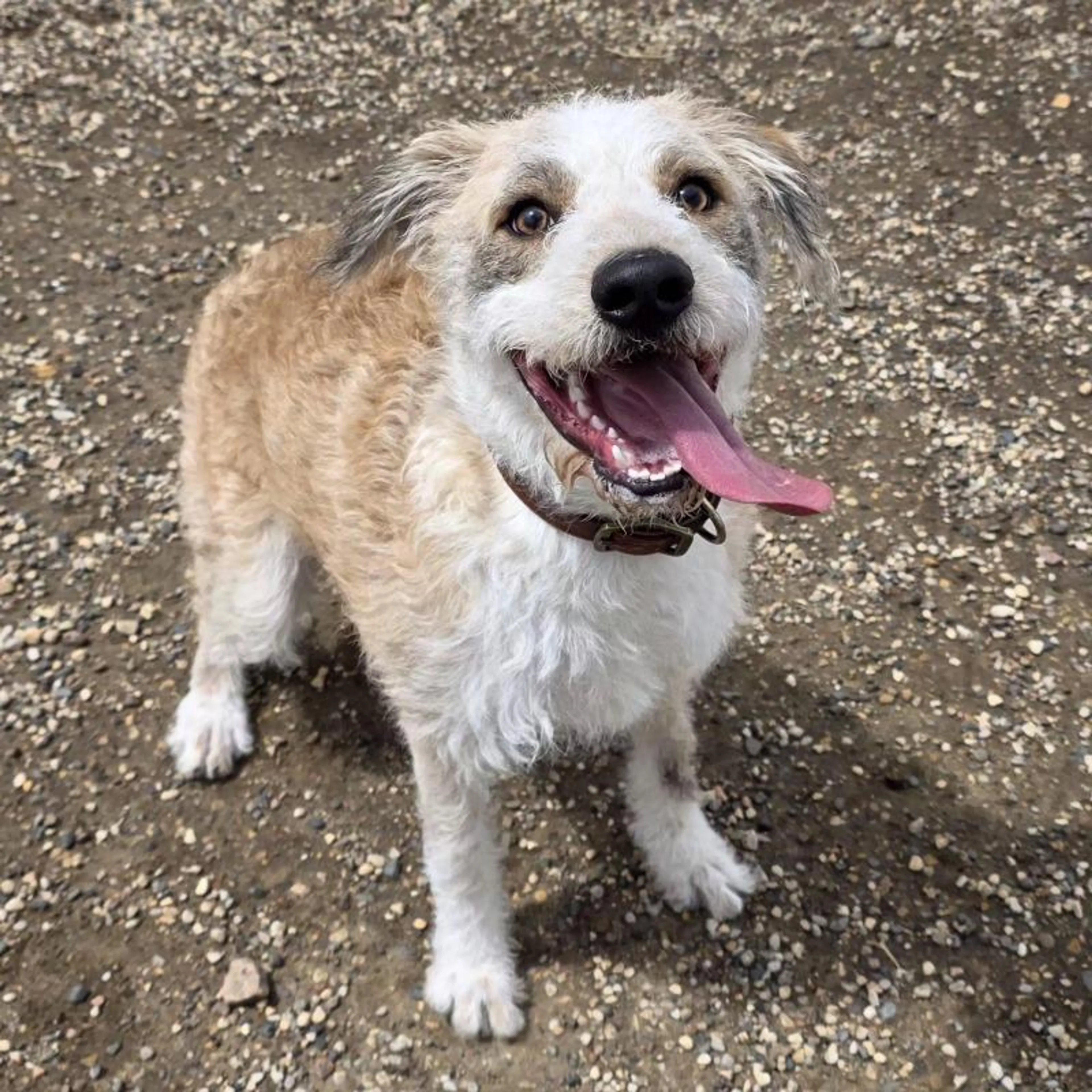 Found pet-4
