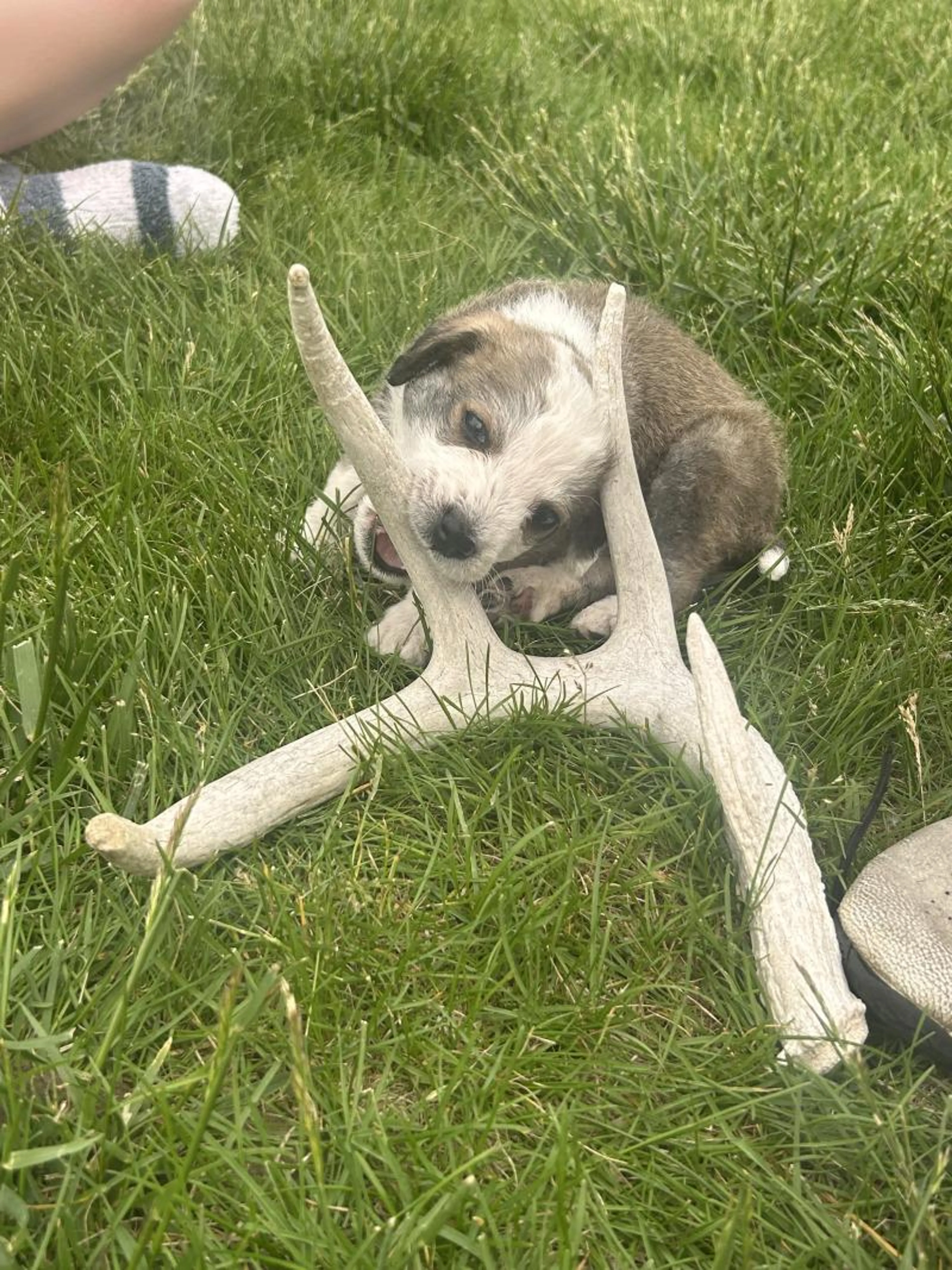 Found pet-5