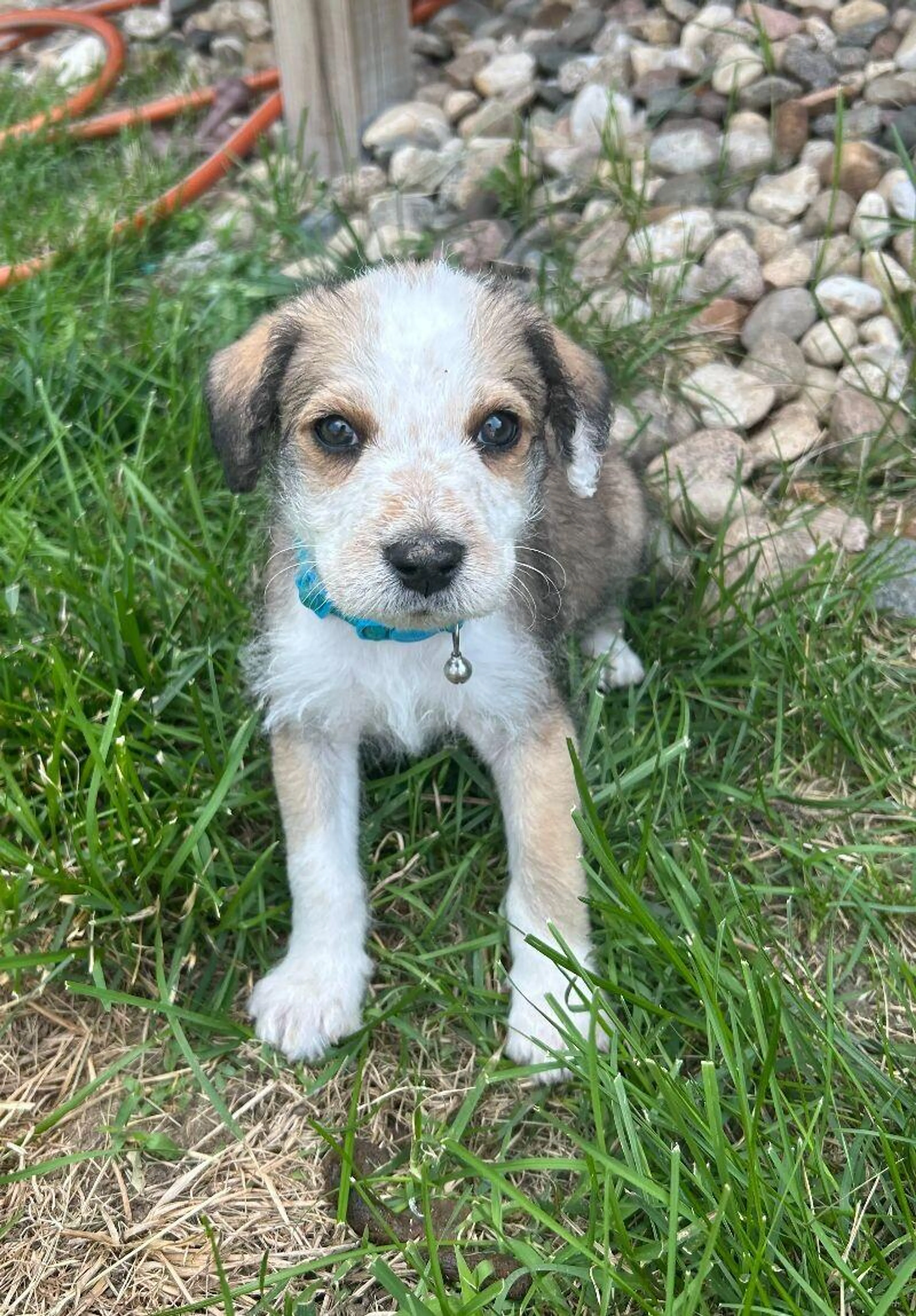 Found pet-2