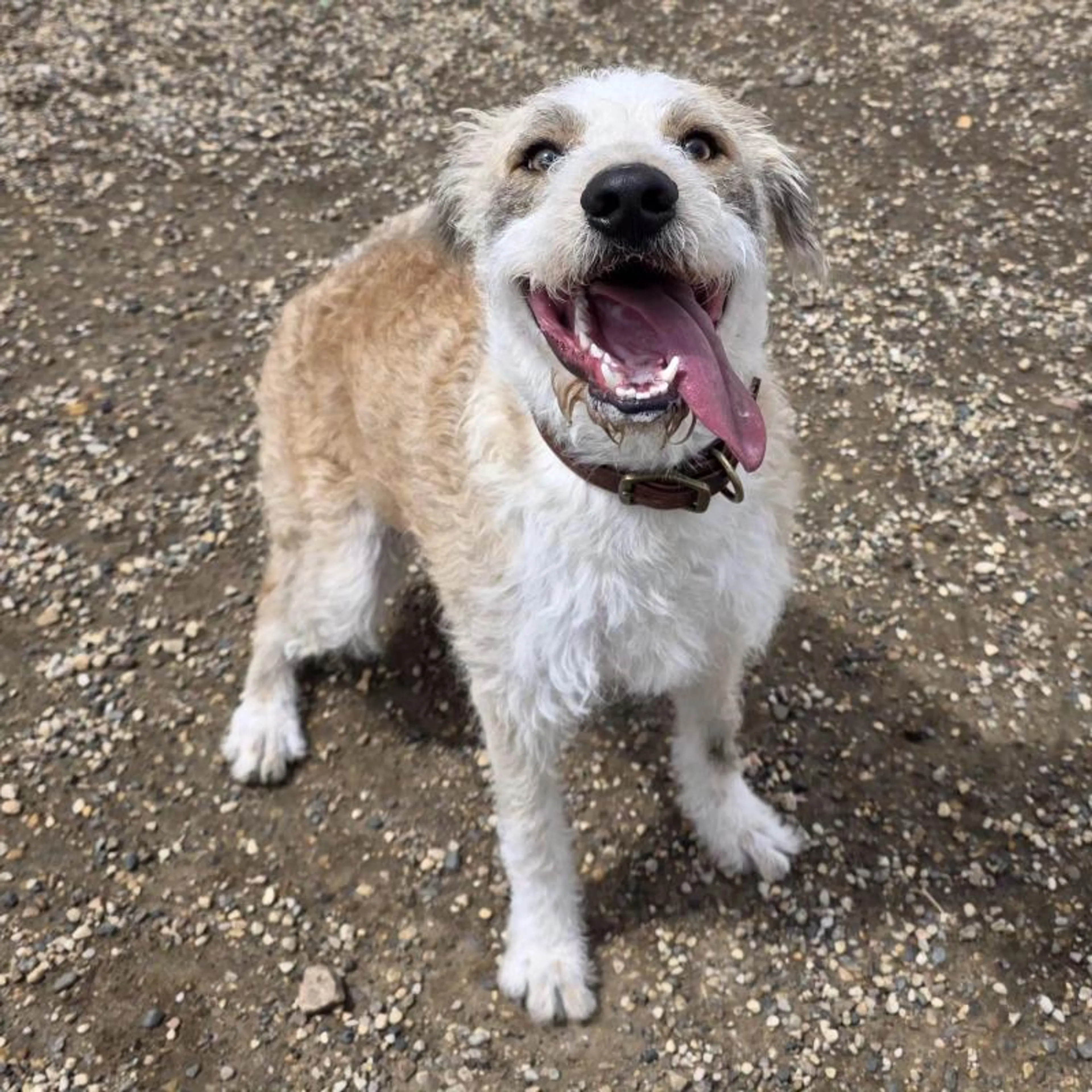 Found pet-1