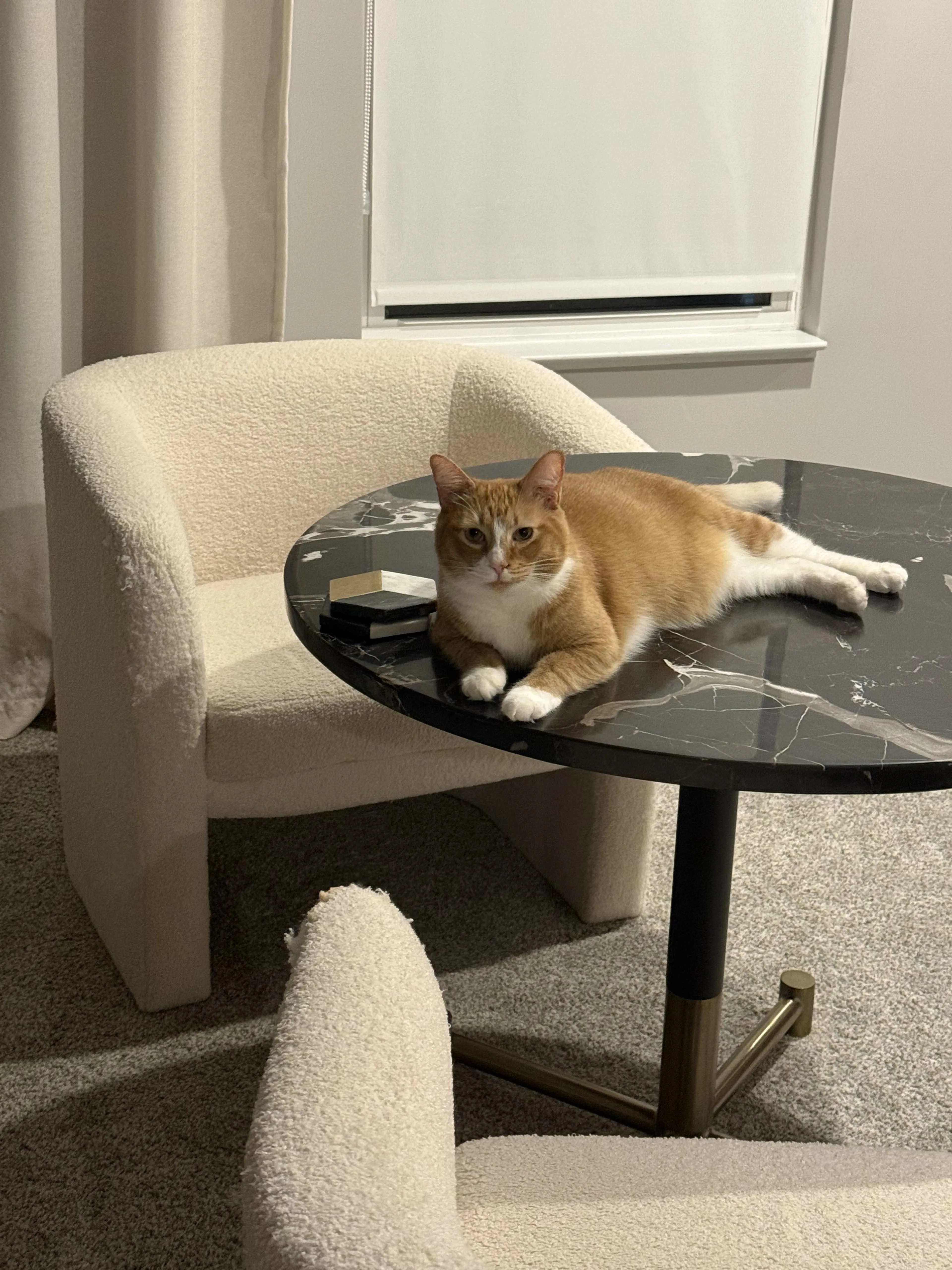 Lost pet-2