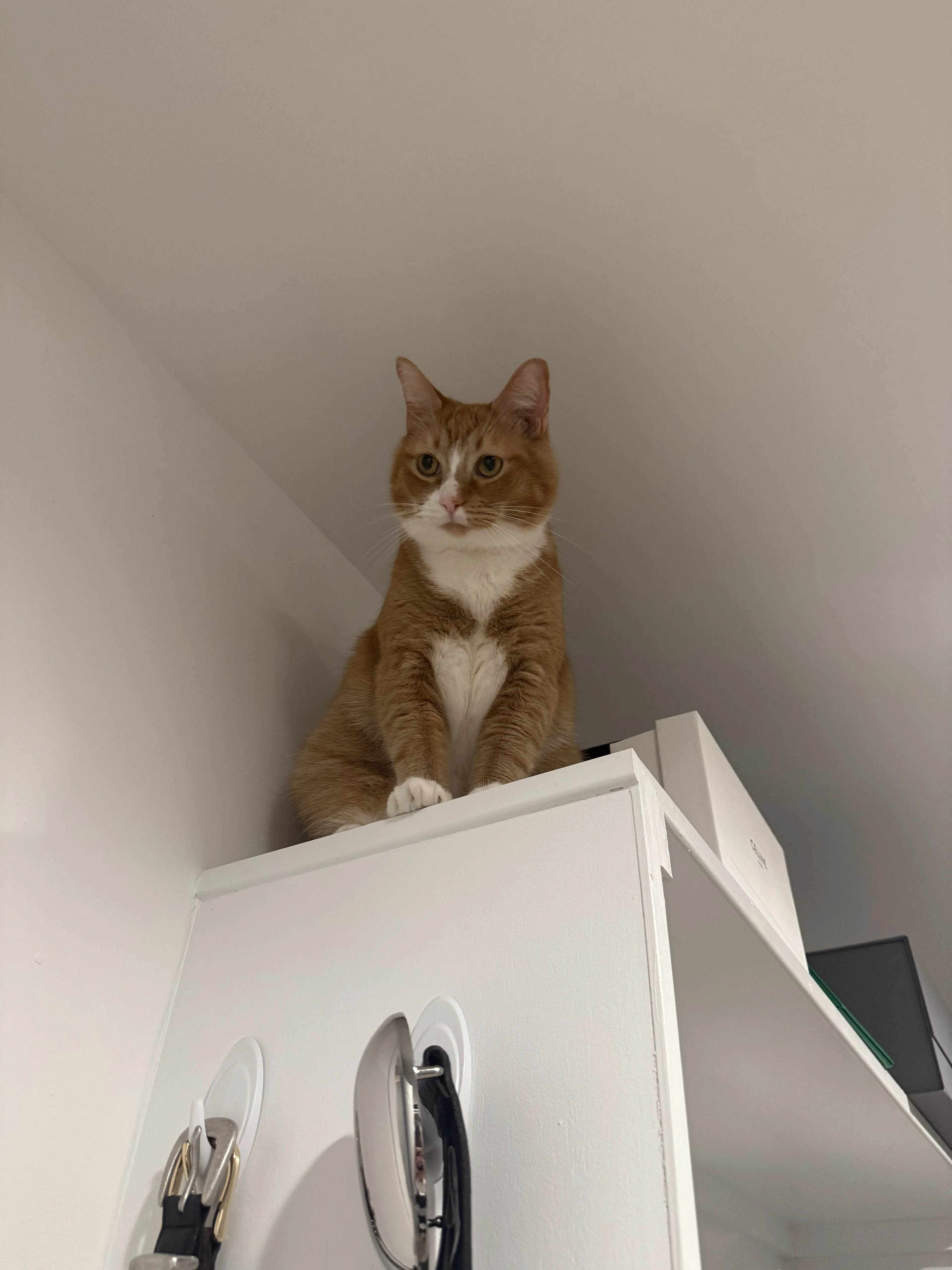 Lost pet-1