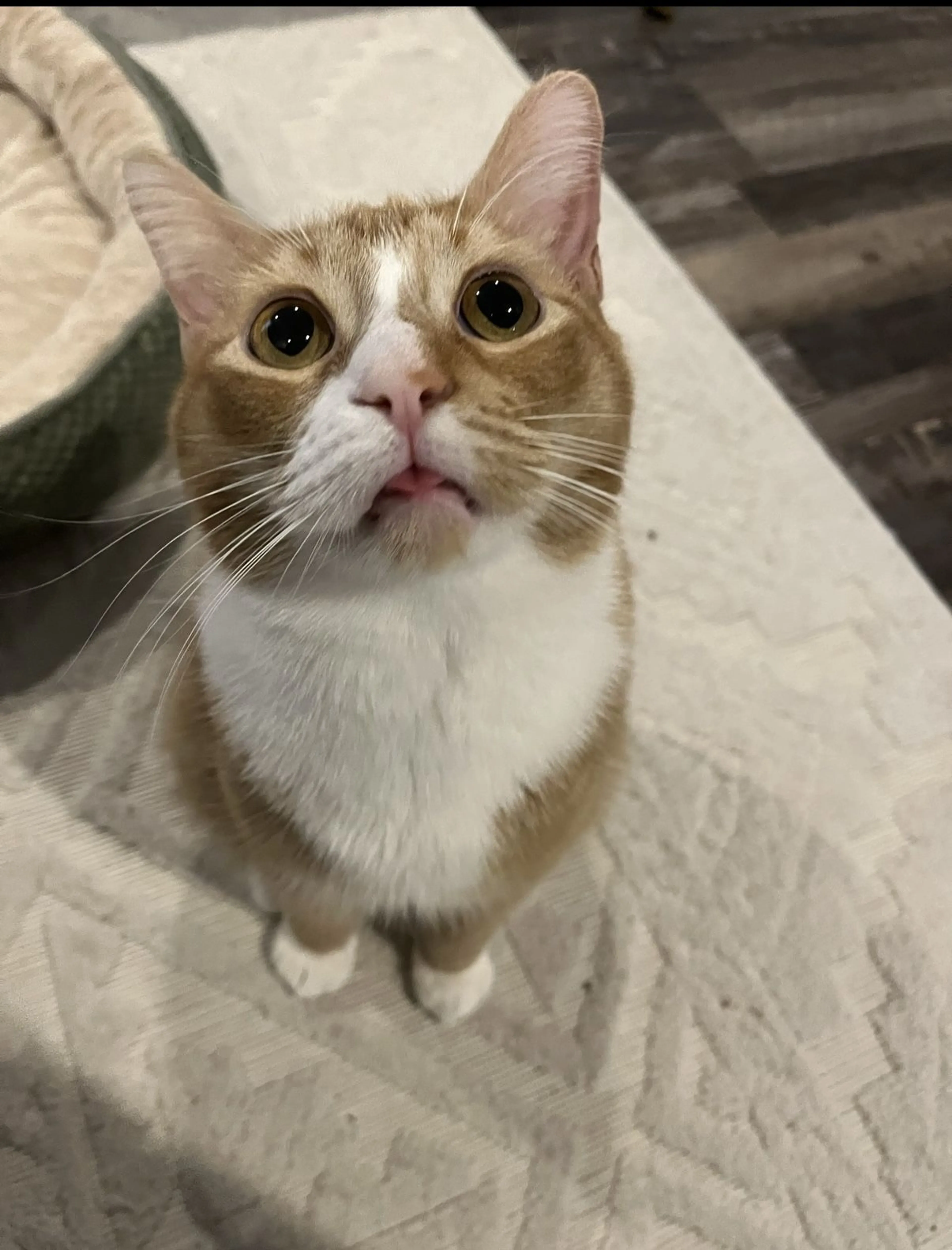 Lost pet-0