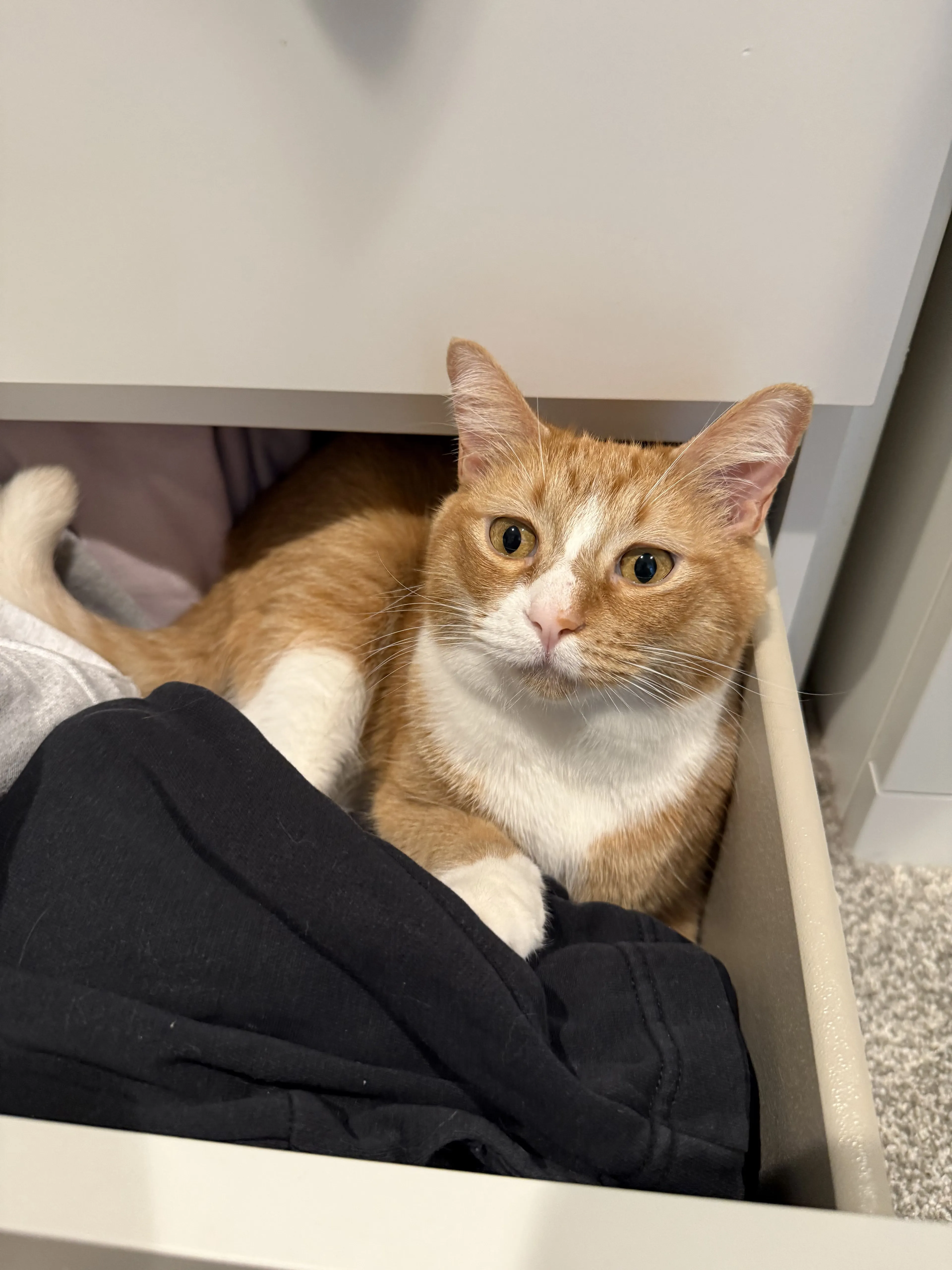 Lost pet-3