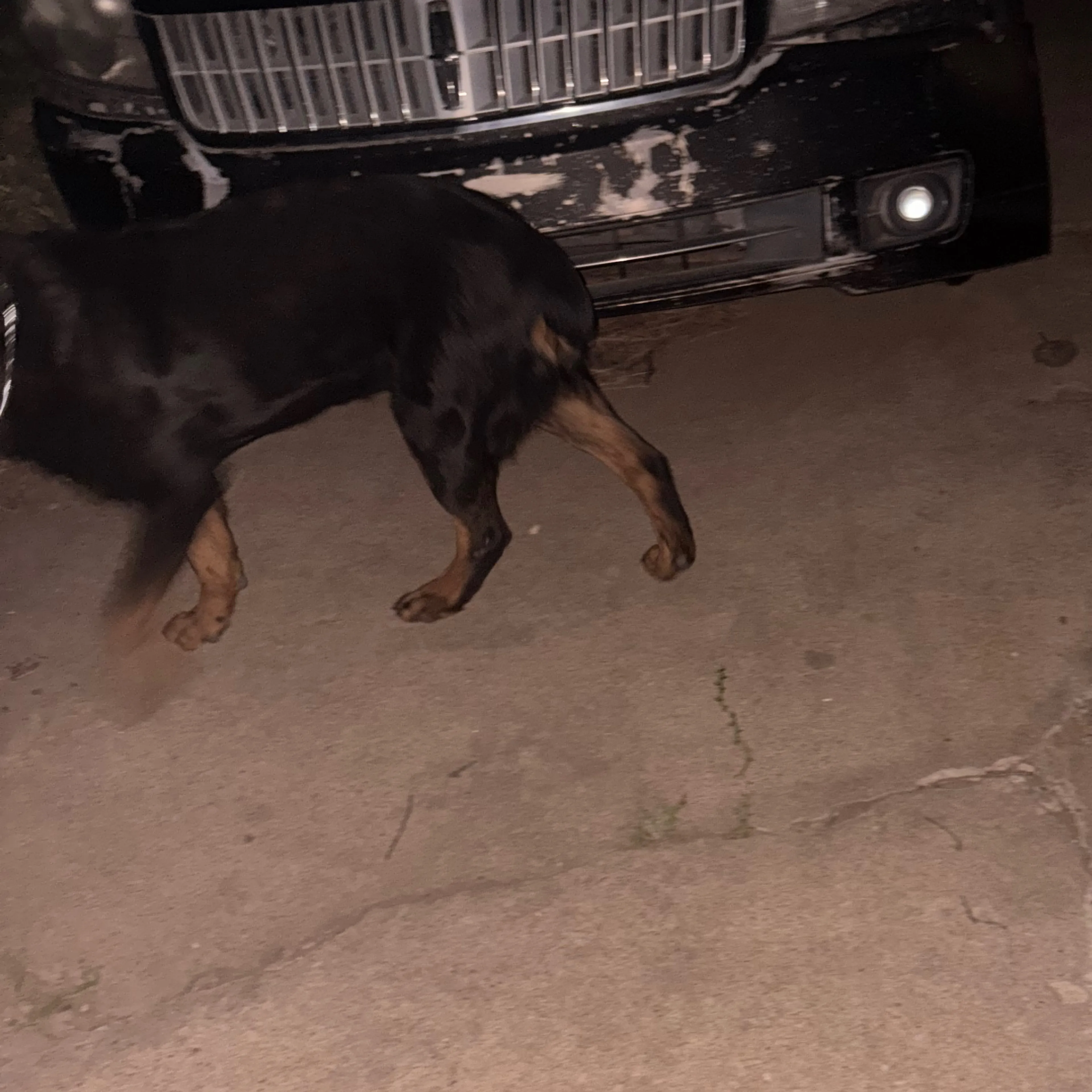 Found pet-2