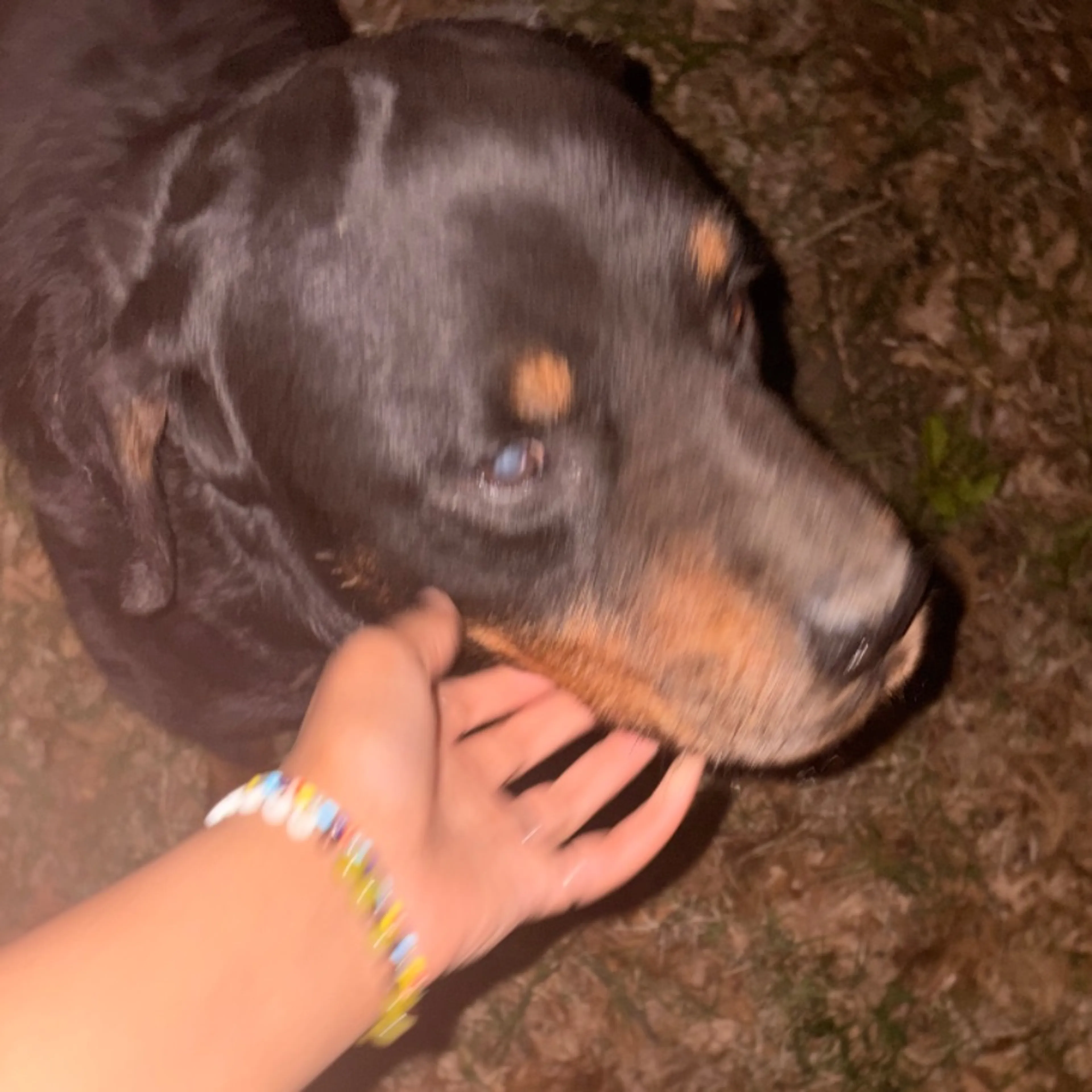 Found pet-0