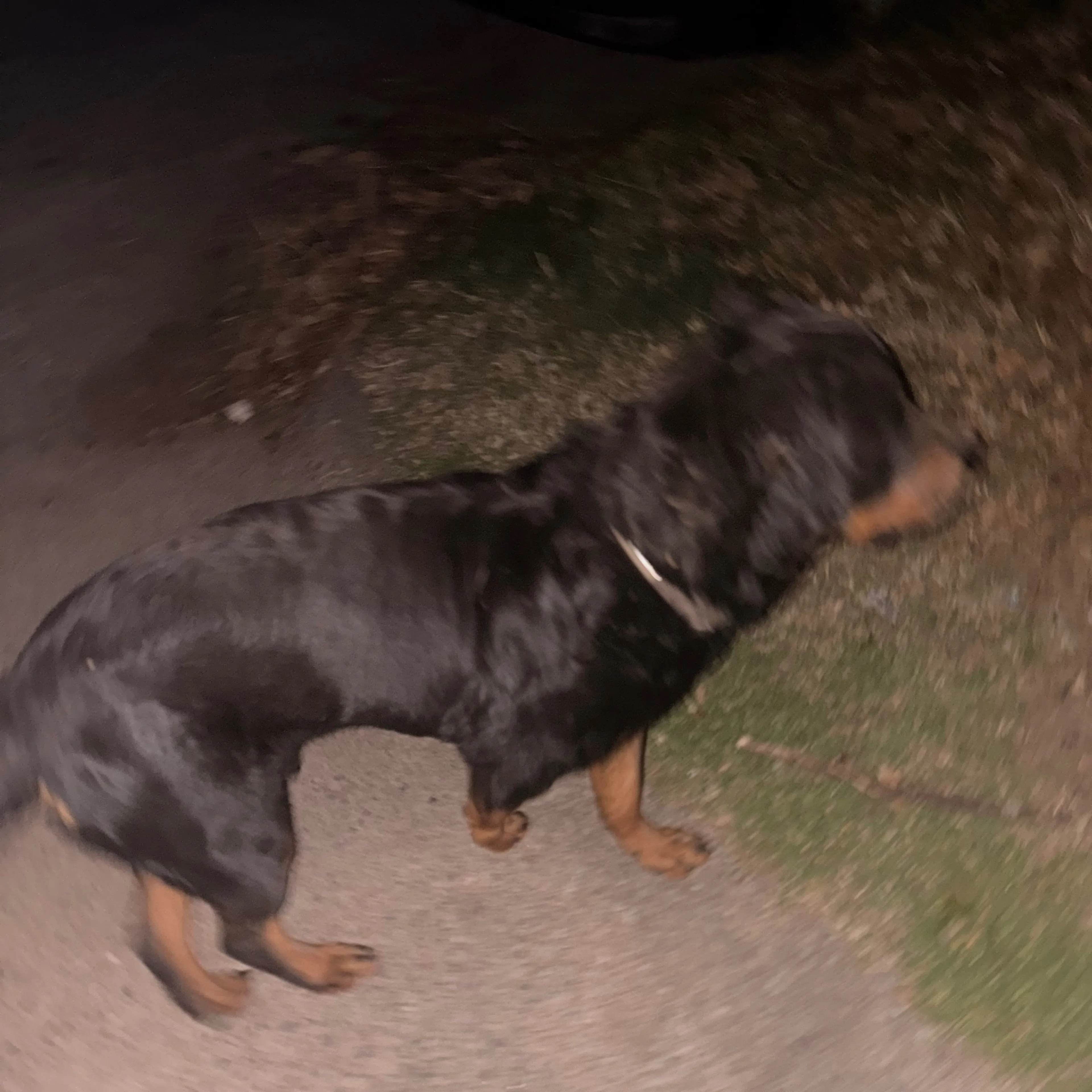Found pet-1