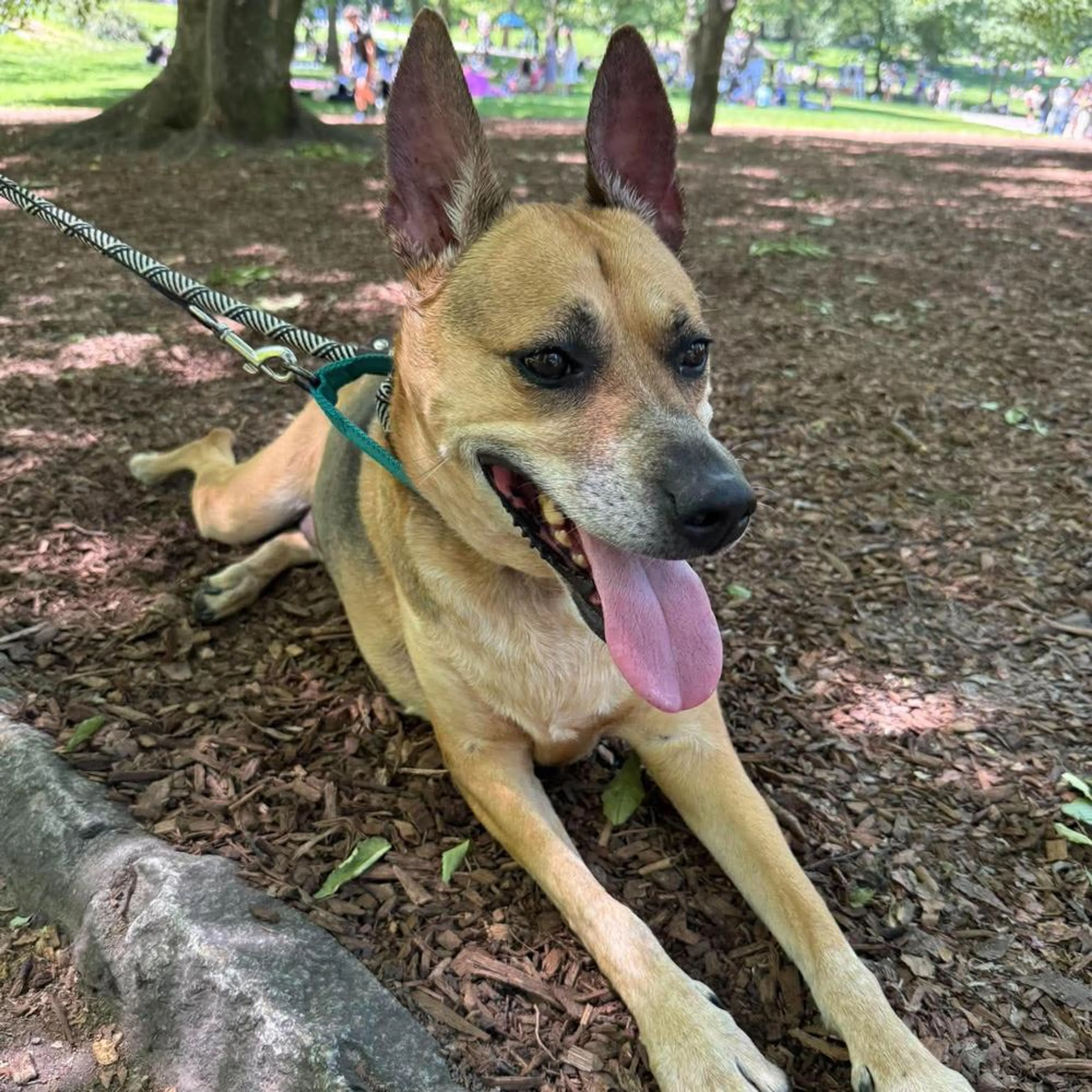 Found pet-1