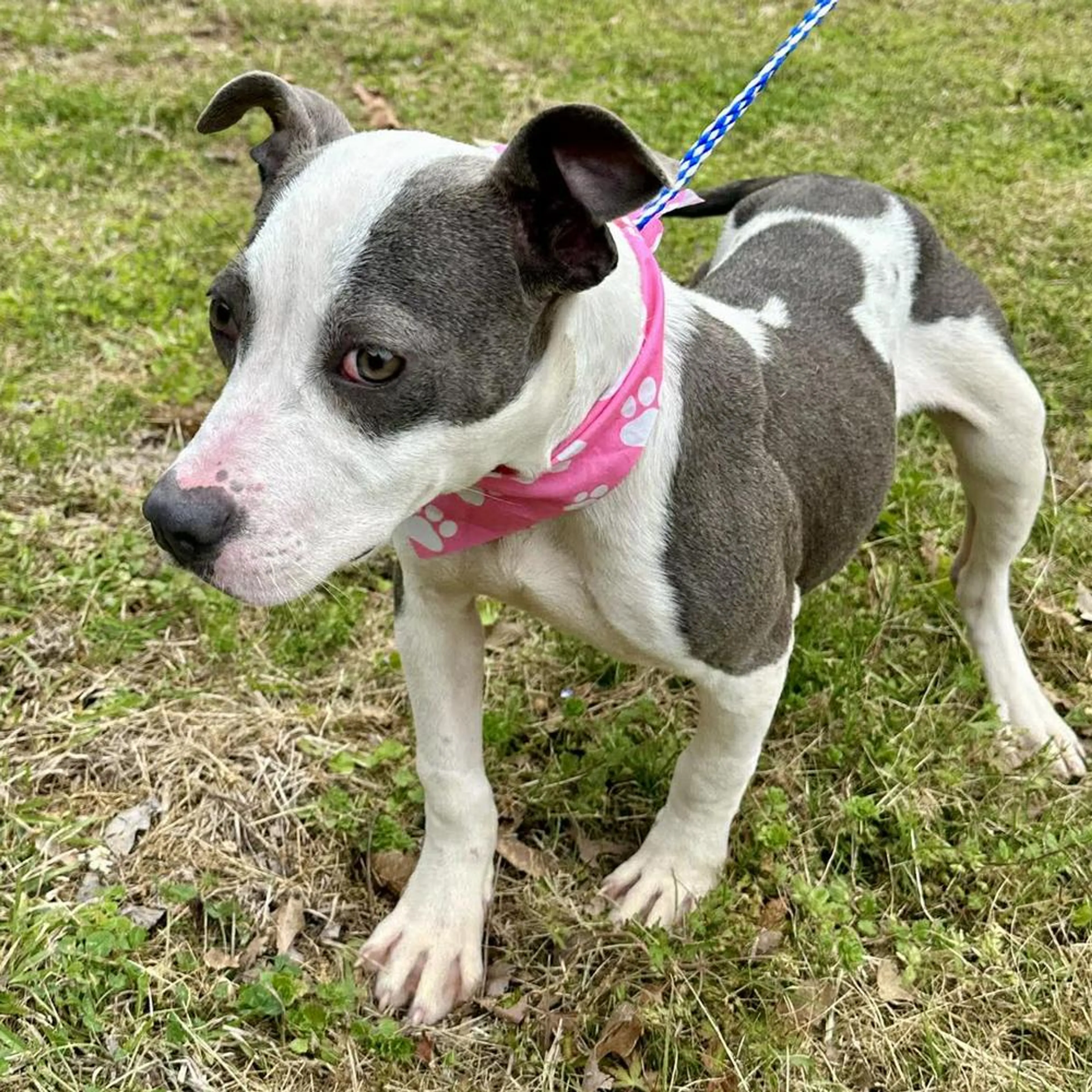 Found pet-4