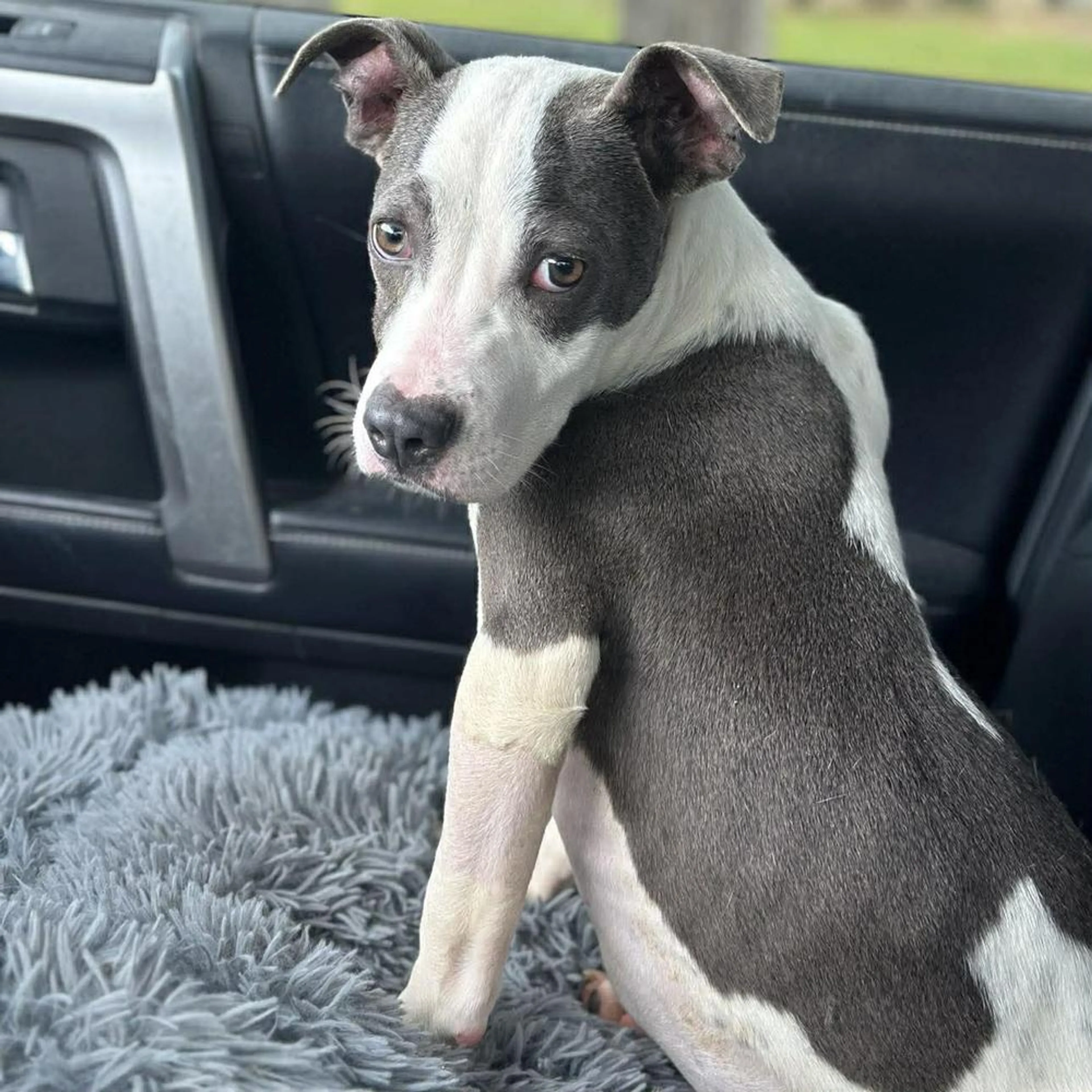 Found pet-3