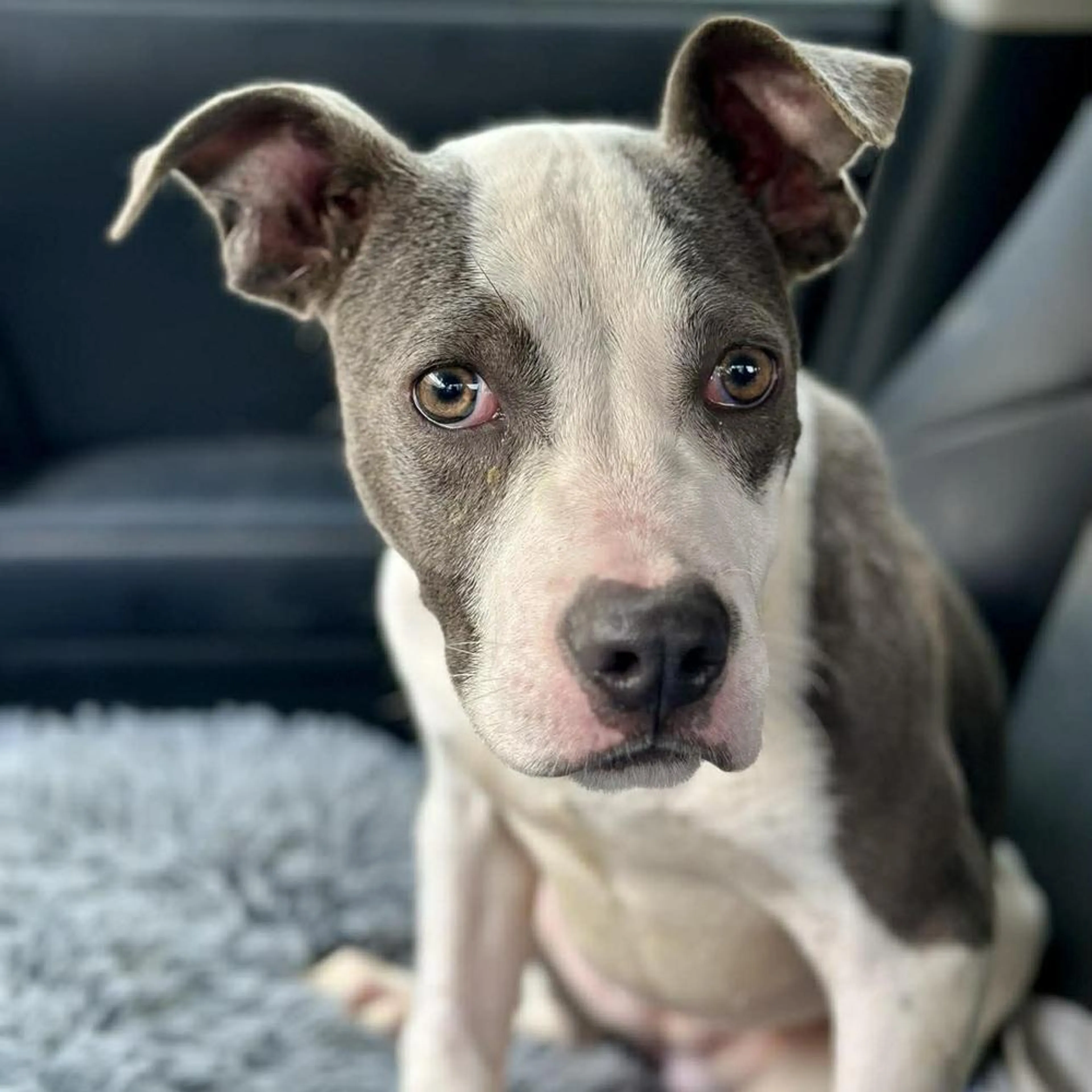 Found pet-2